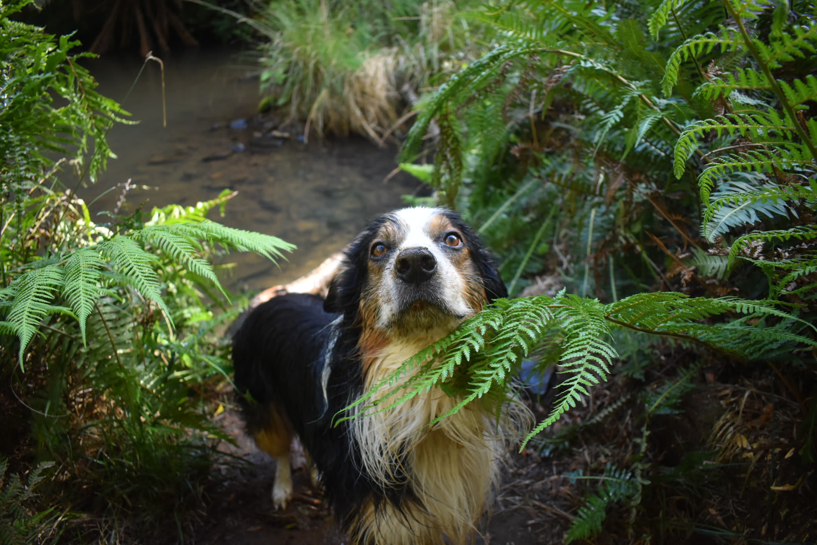 Lewie had a very good time swimming & playing with unlimited sticks 