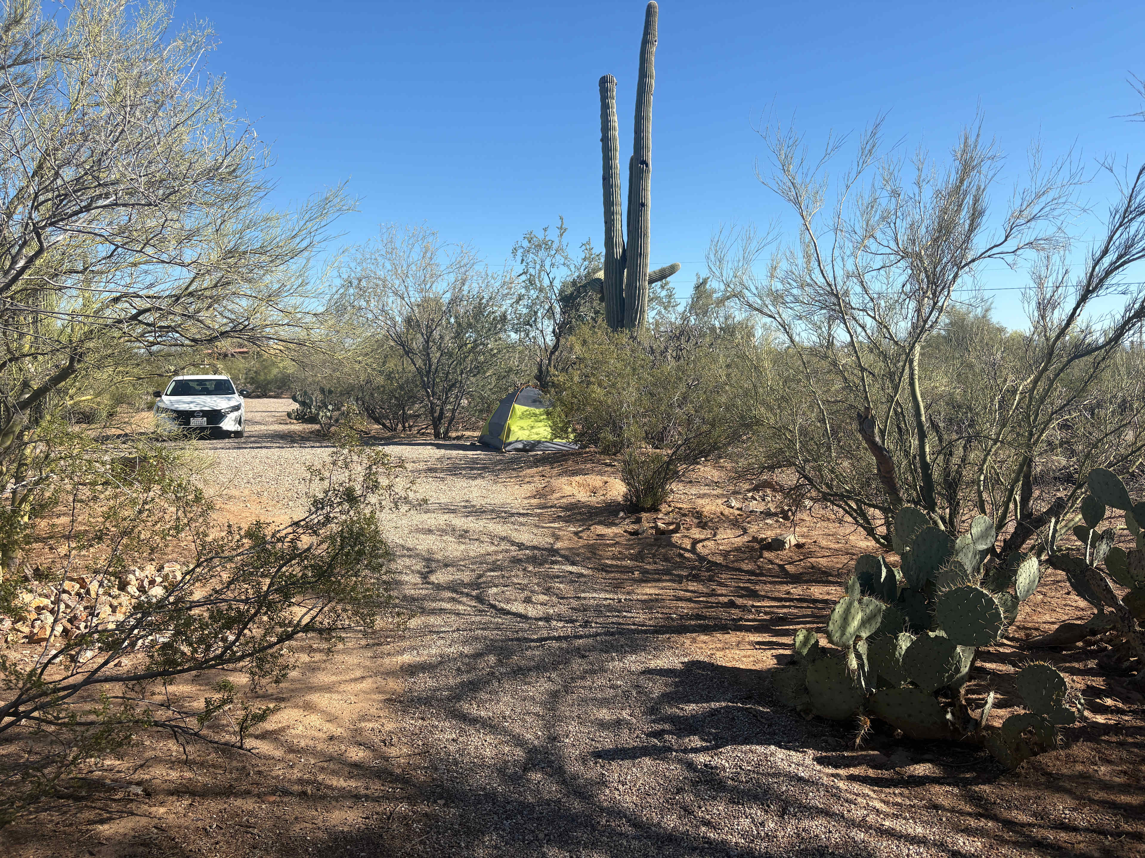 Javelina Hollow campsite