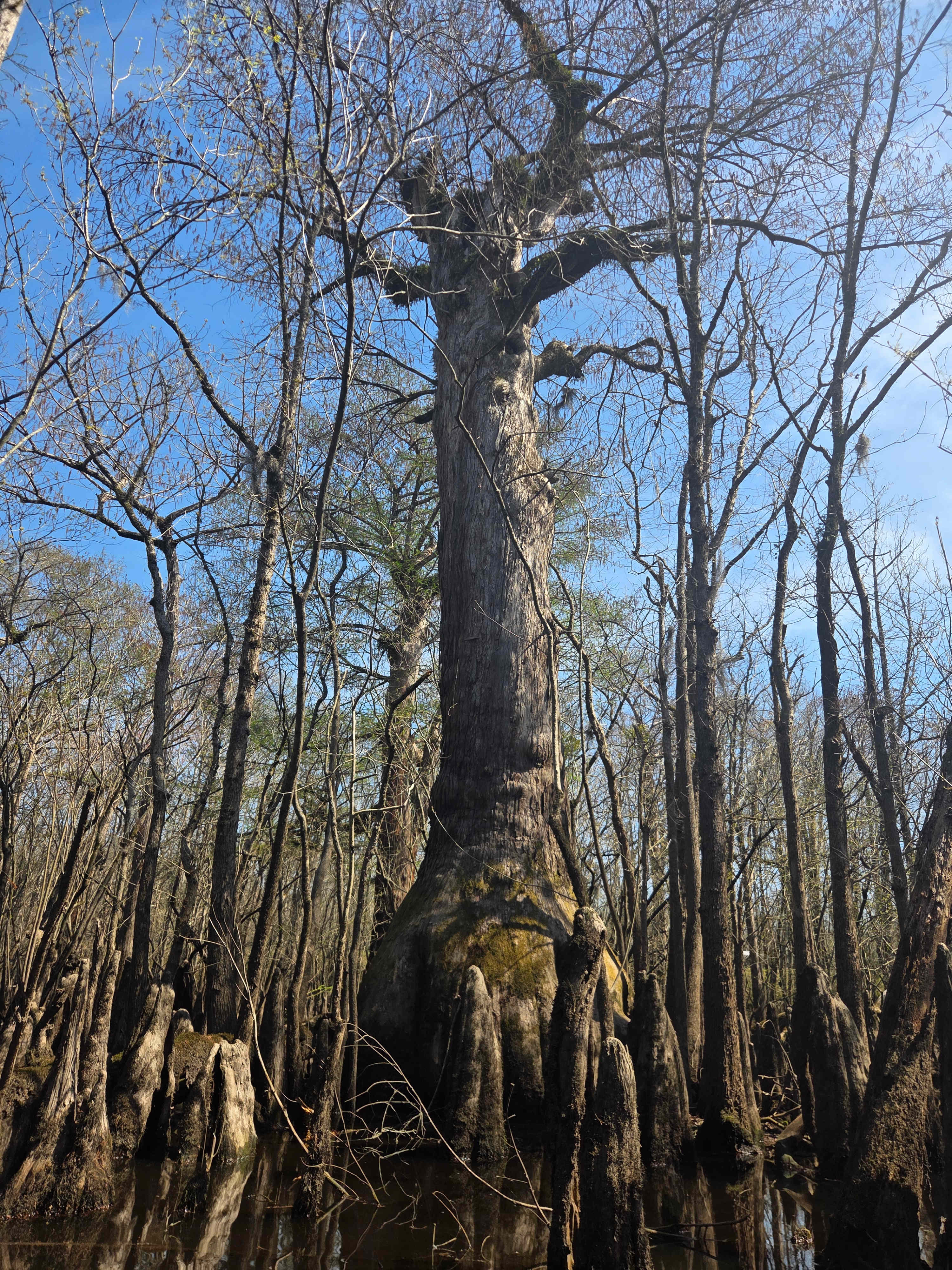 Charlotte's Whispering Pine Farm