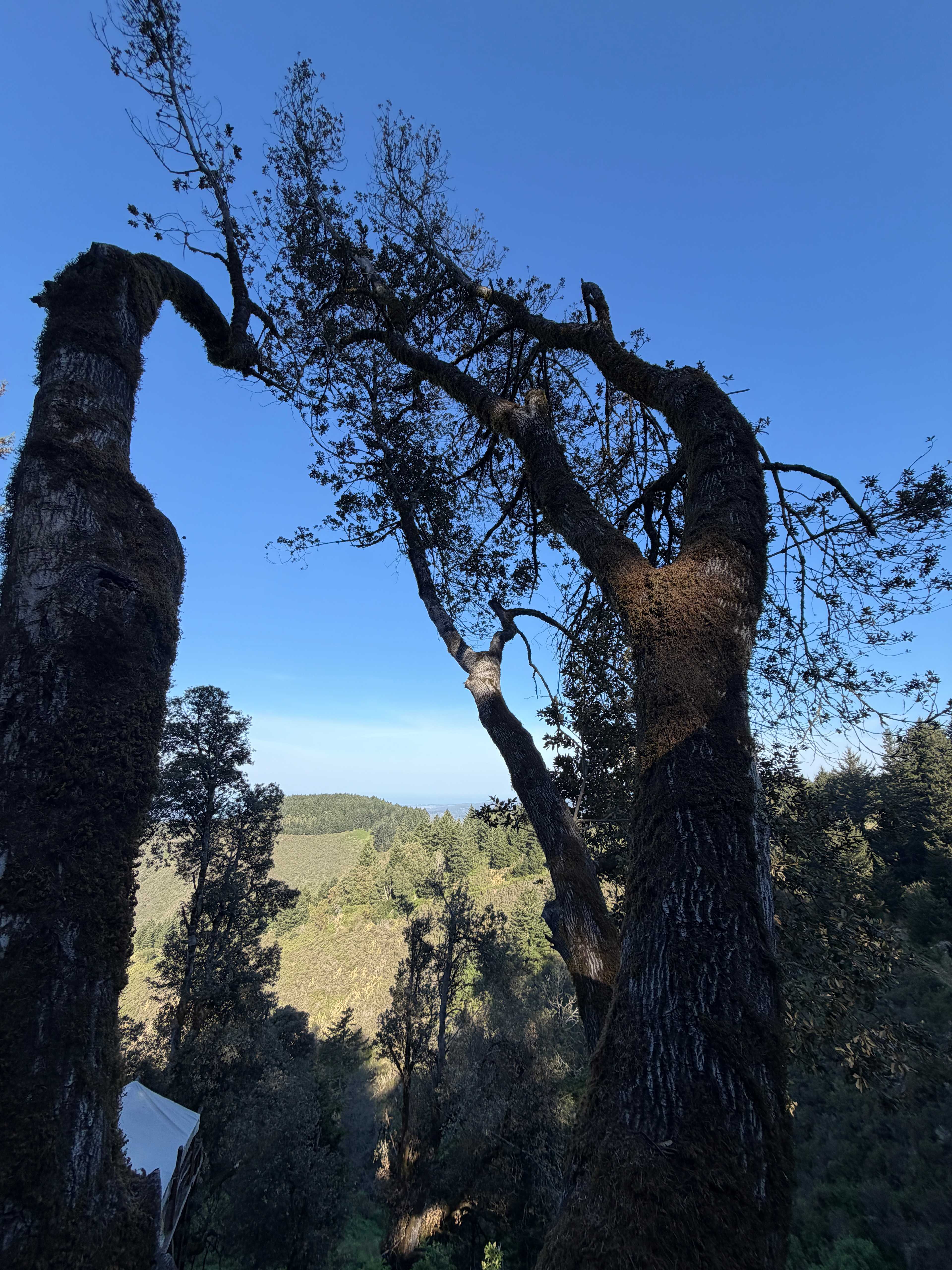 Kings Mountain Camp w/ ocean views