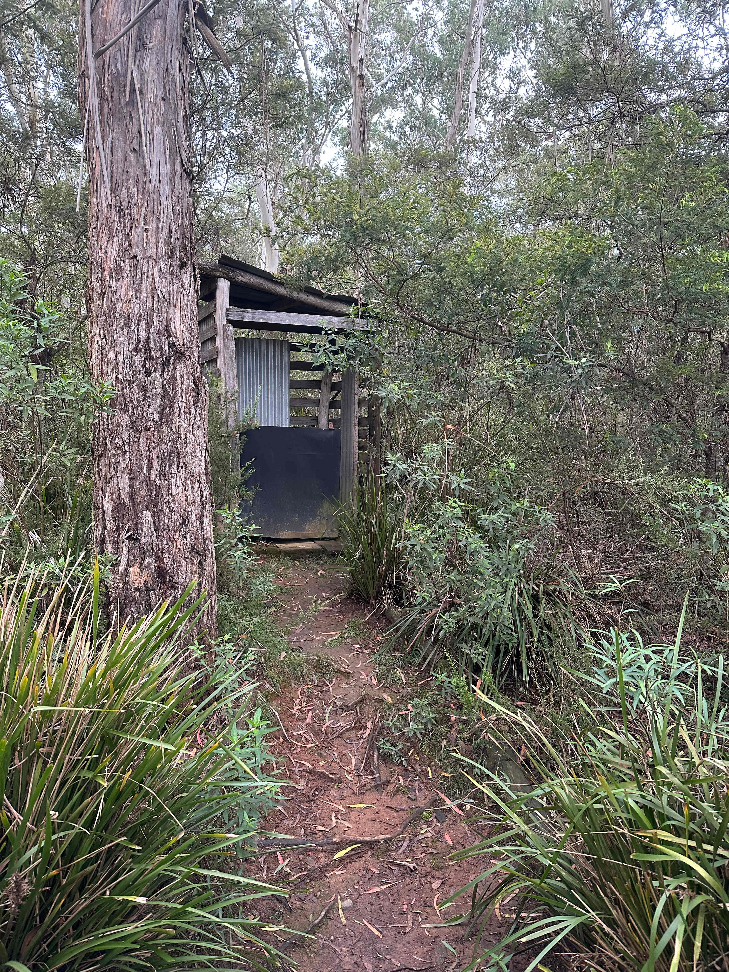 Scribbly Gum secluded bush camping