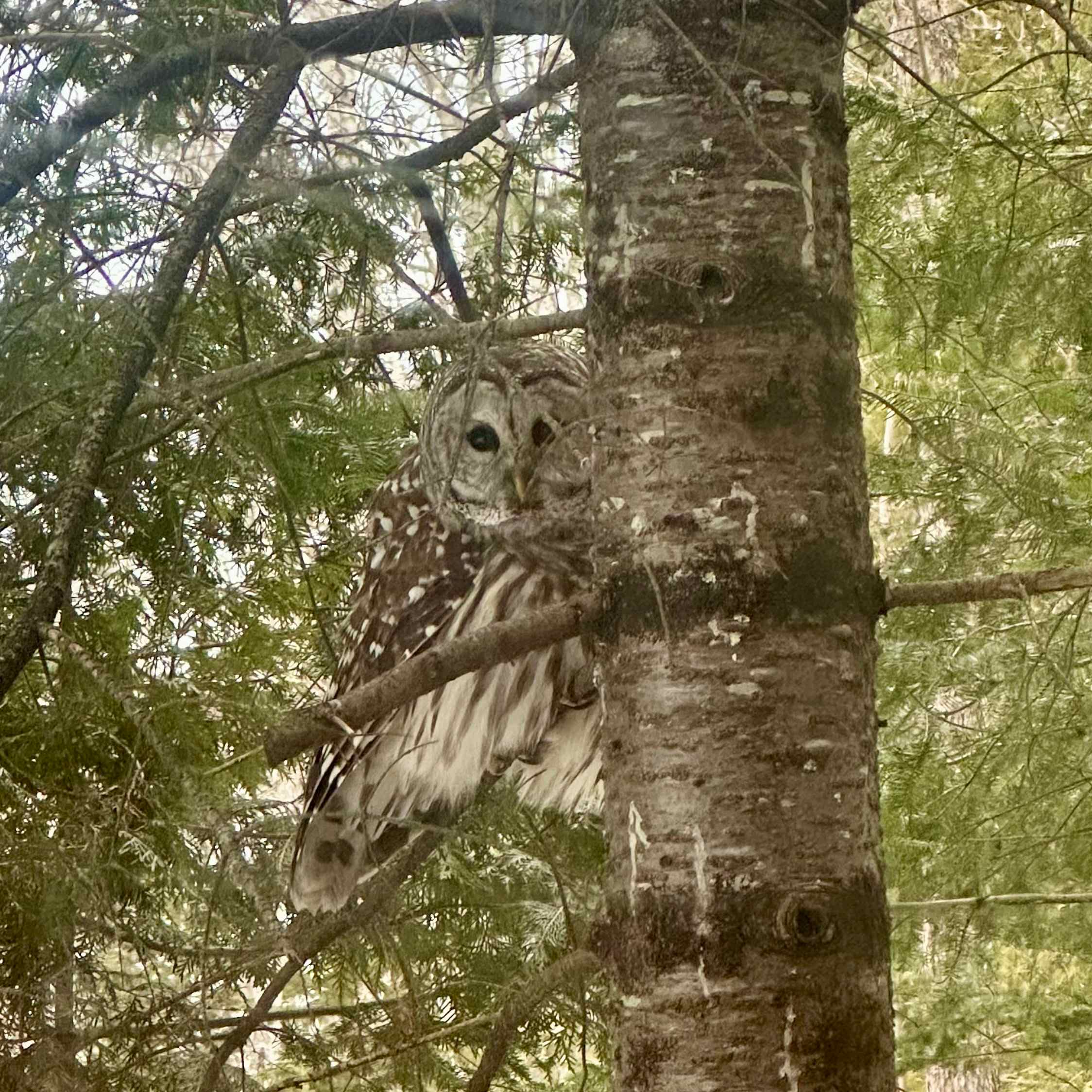 Meeting the locals at Balsam Ridge Retreat!