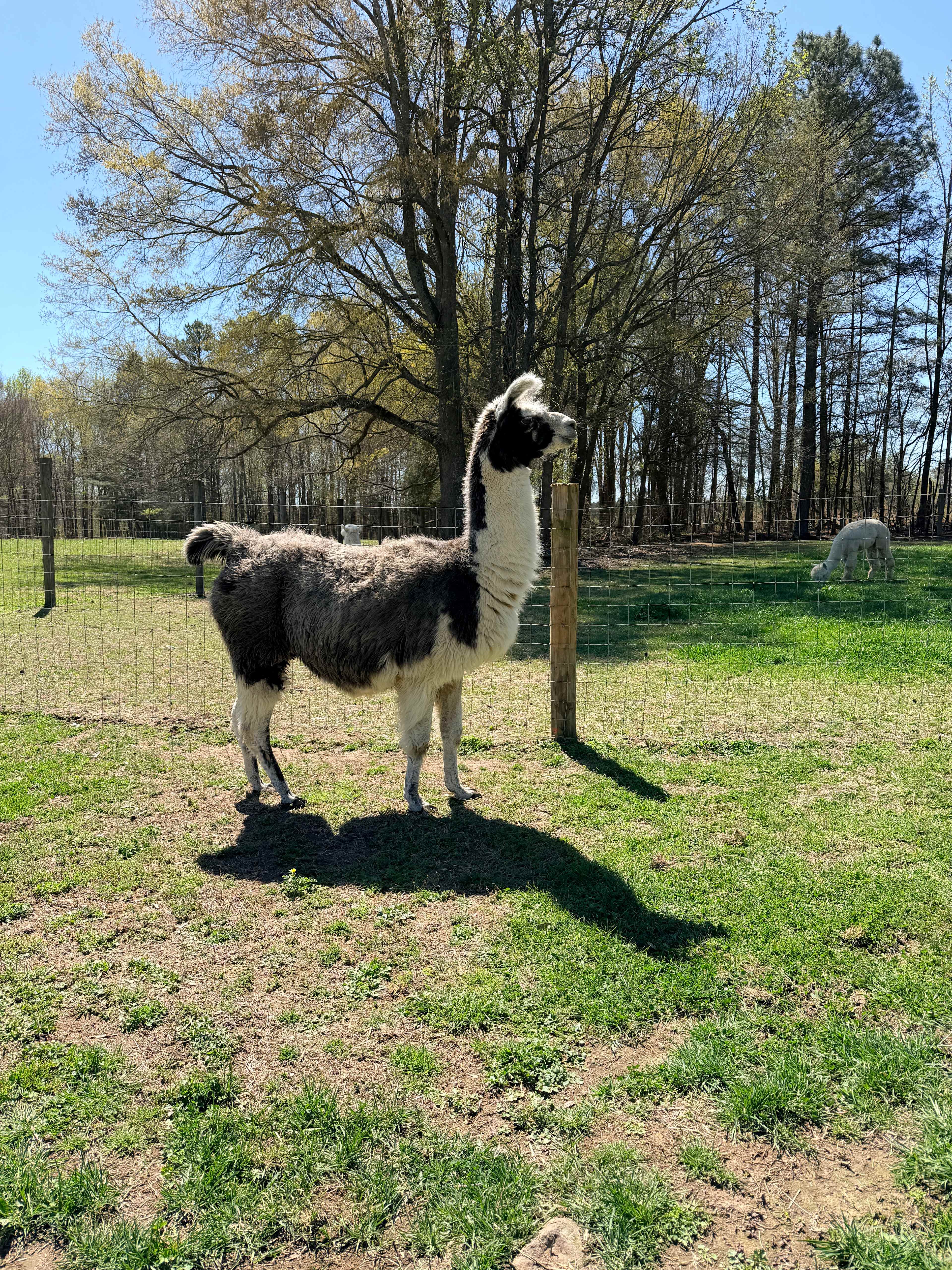 Campground & Zoo