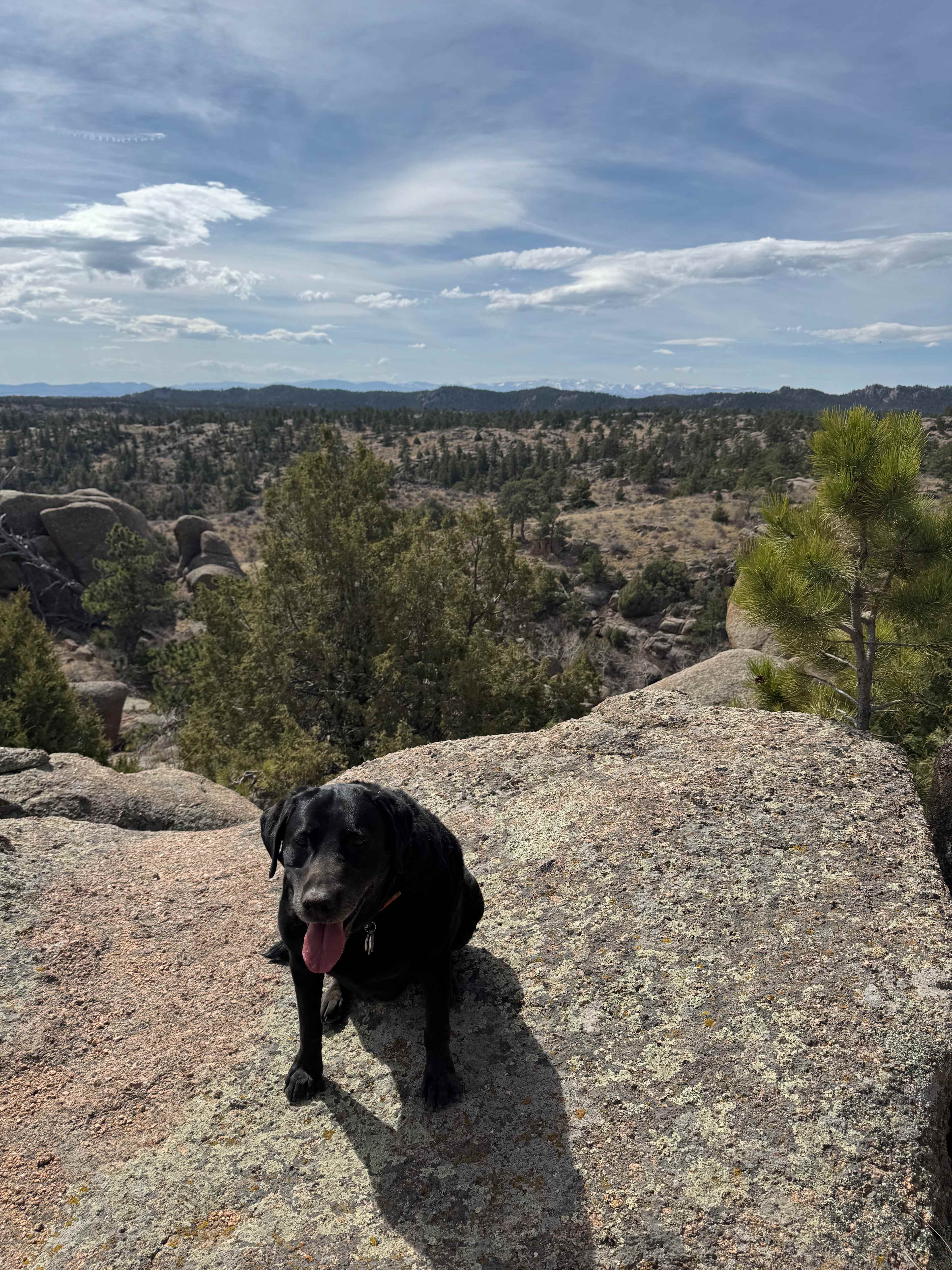 Dog-friendly