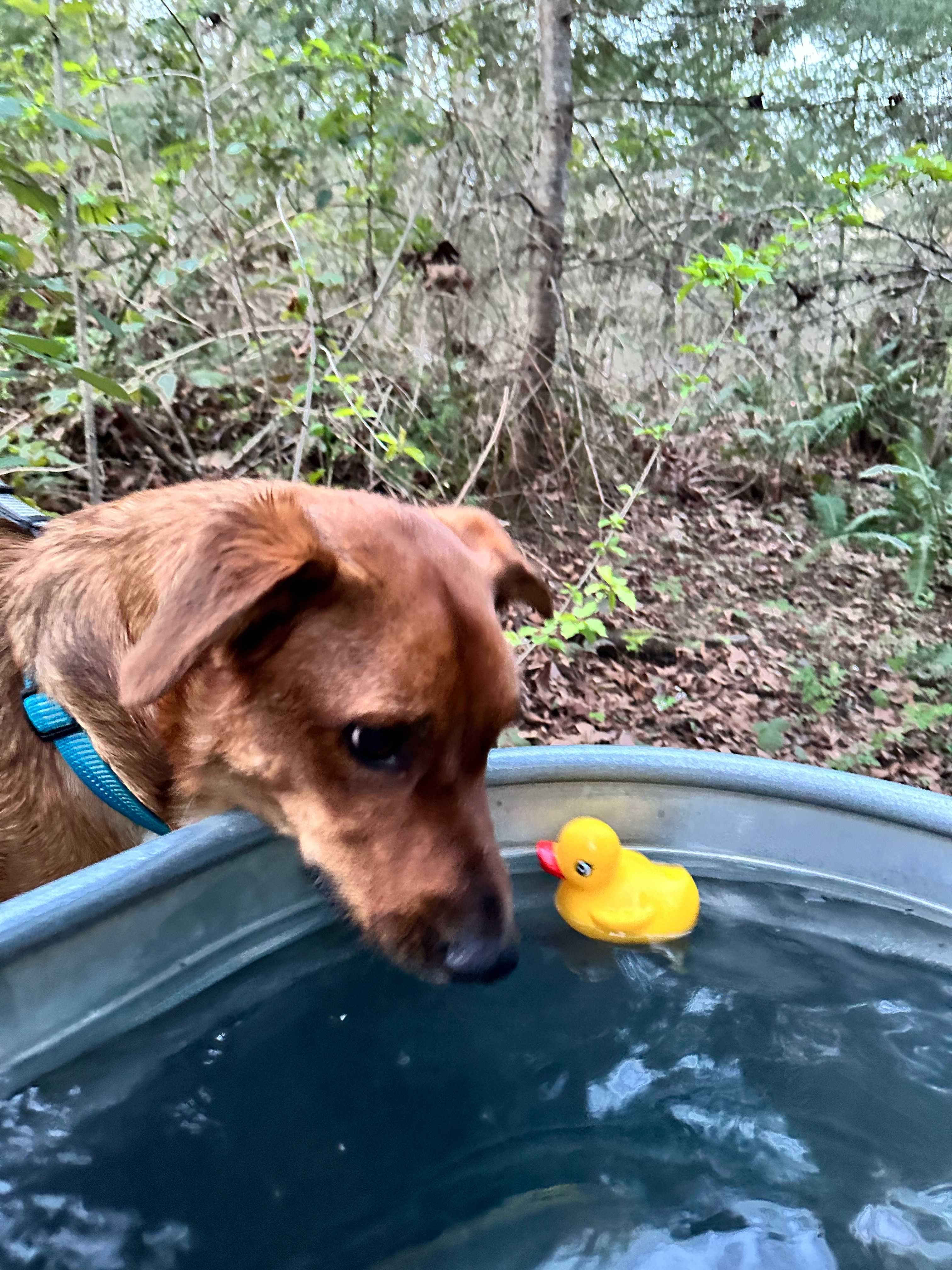 My dog trying to figure out why I won’t leave the hot tub