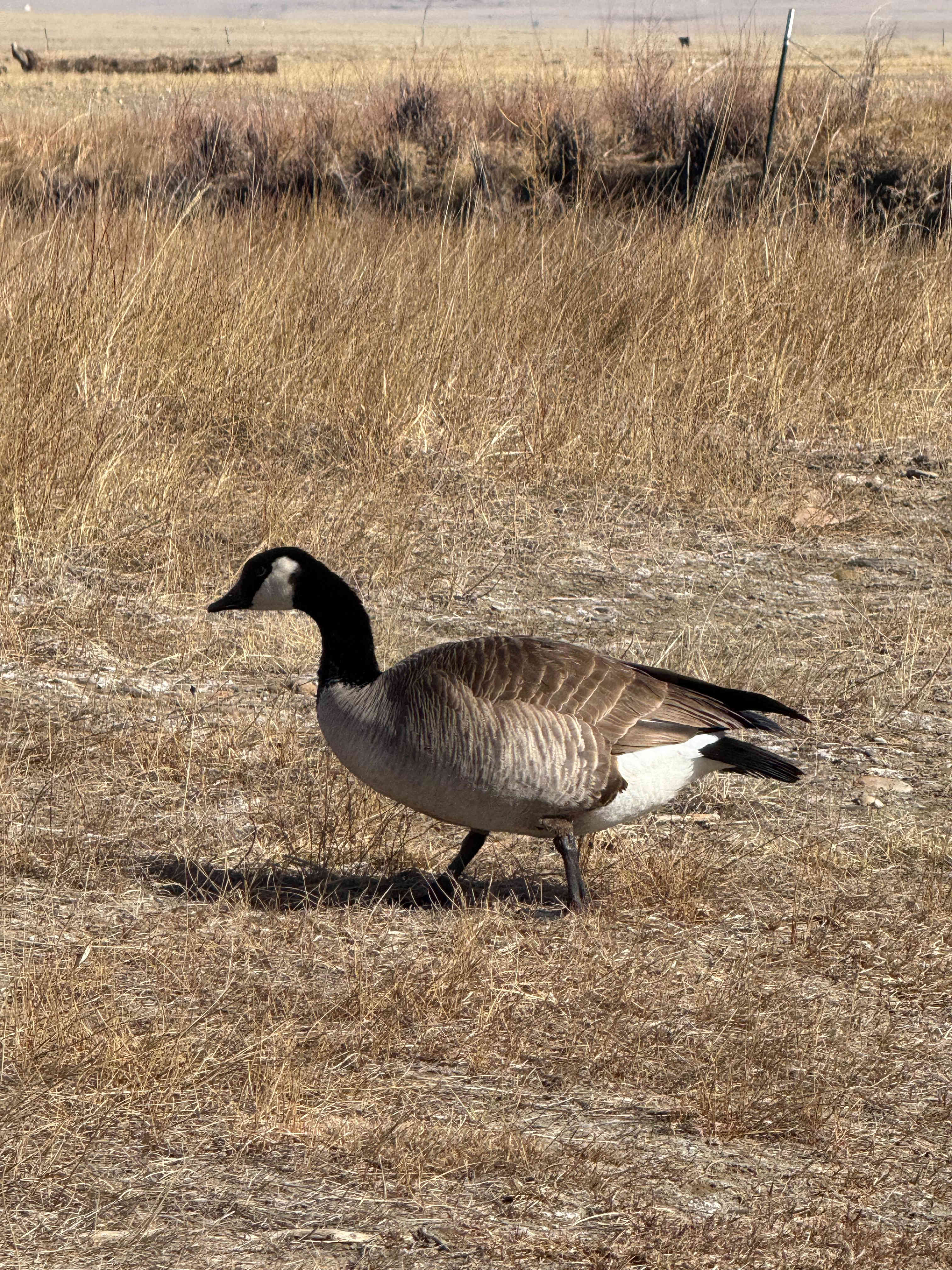 Open 40 Acres Near The Dream Stream
