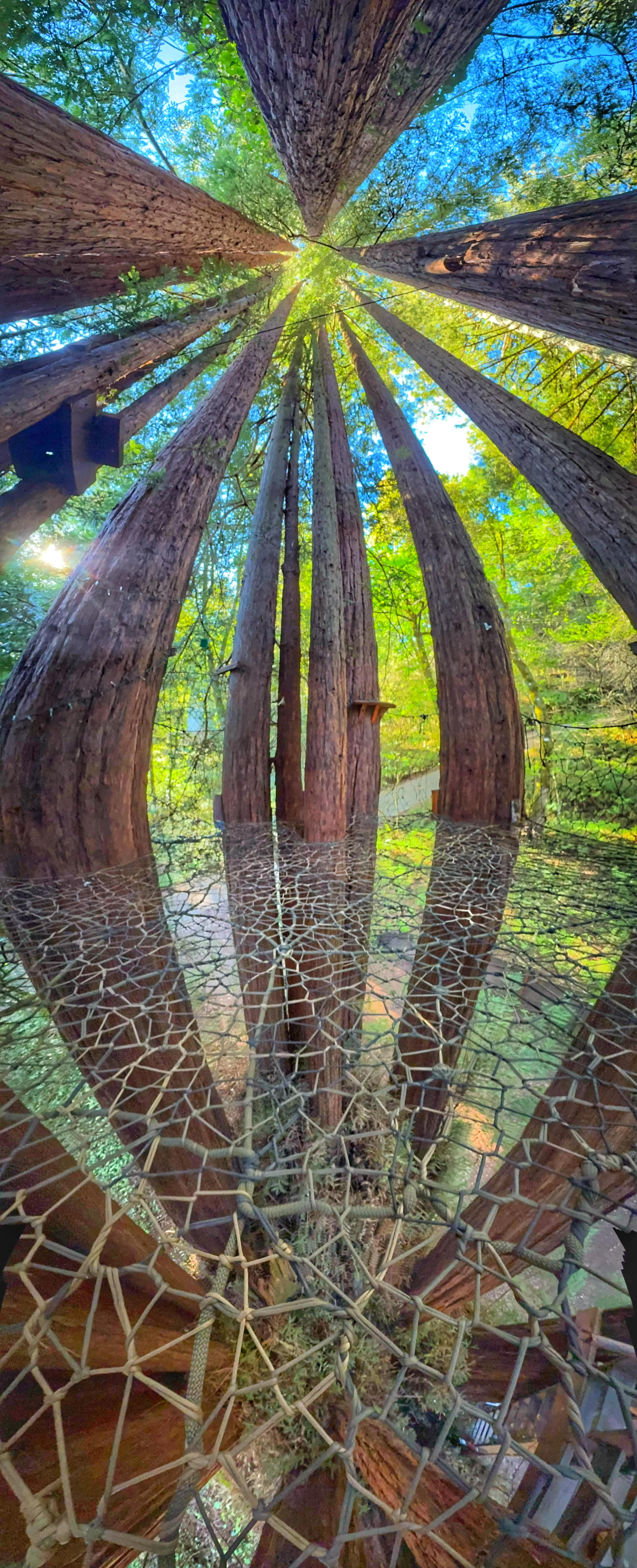 Sleep Up High In A Redwood Tree-net