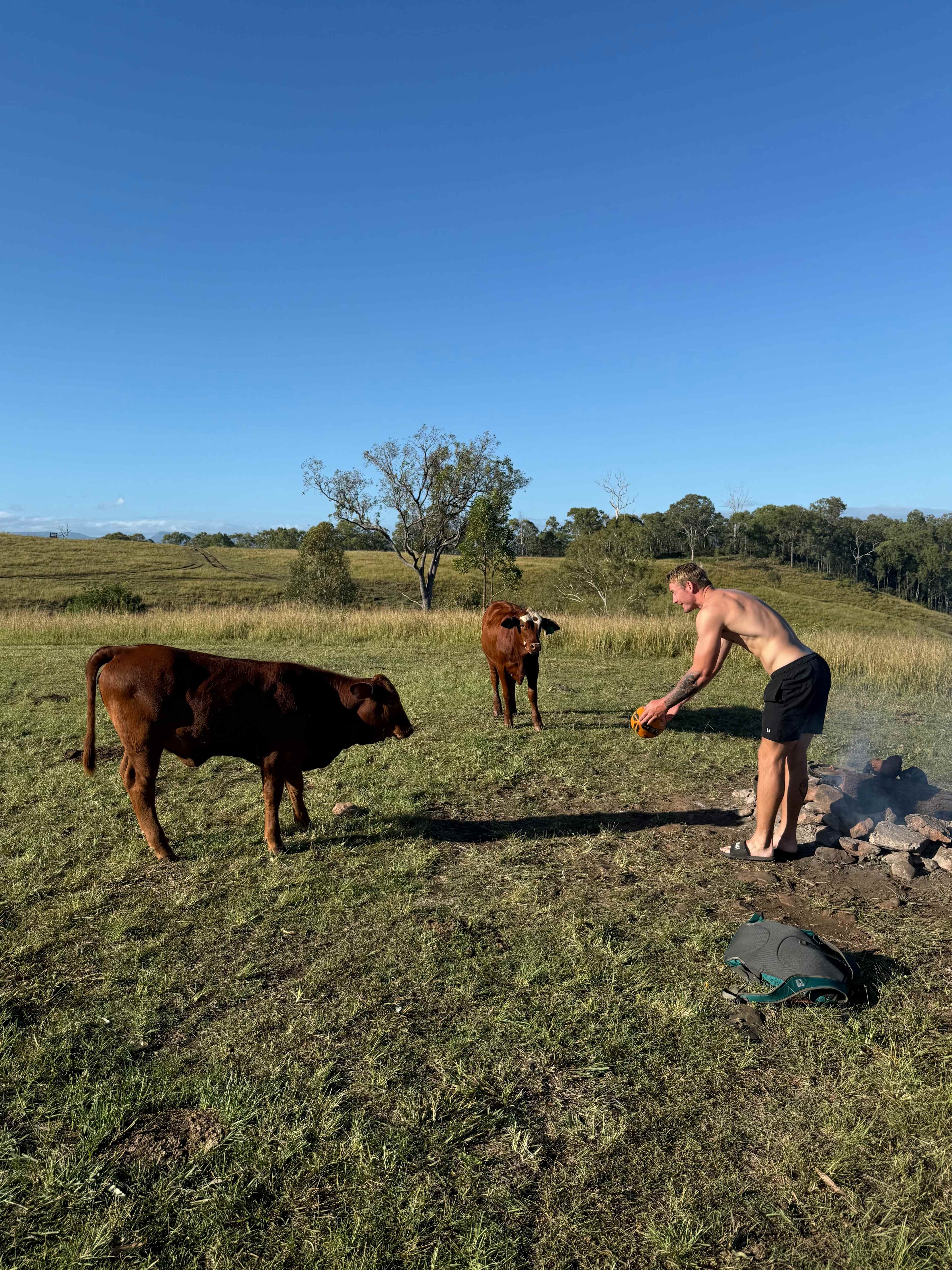 Had about a dozen cows come by and check out our site