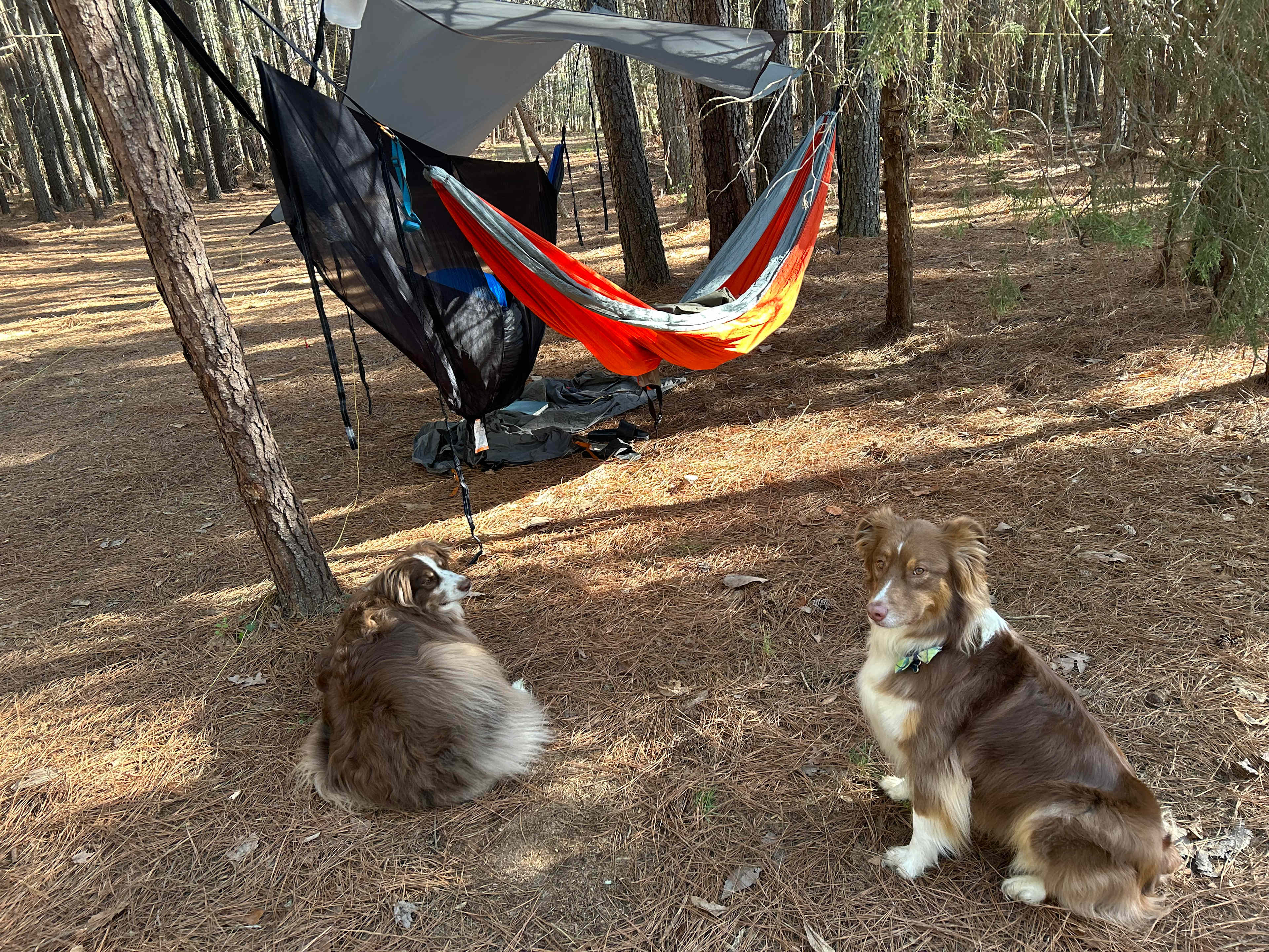 Rural Chapel Hill Forestry Stay