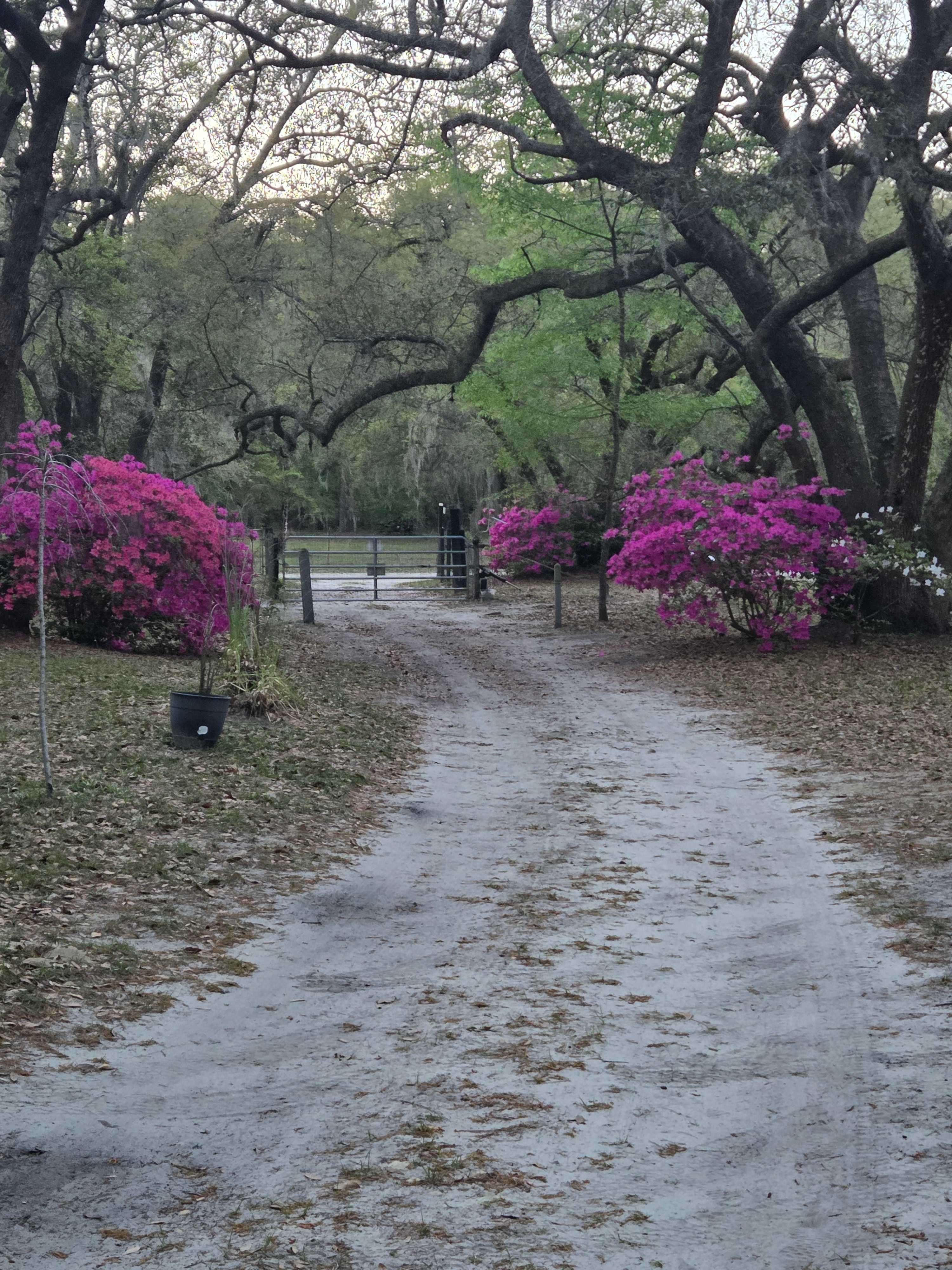 Great Dane Lane