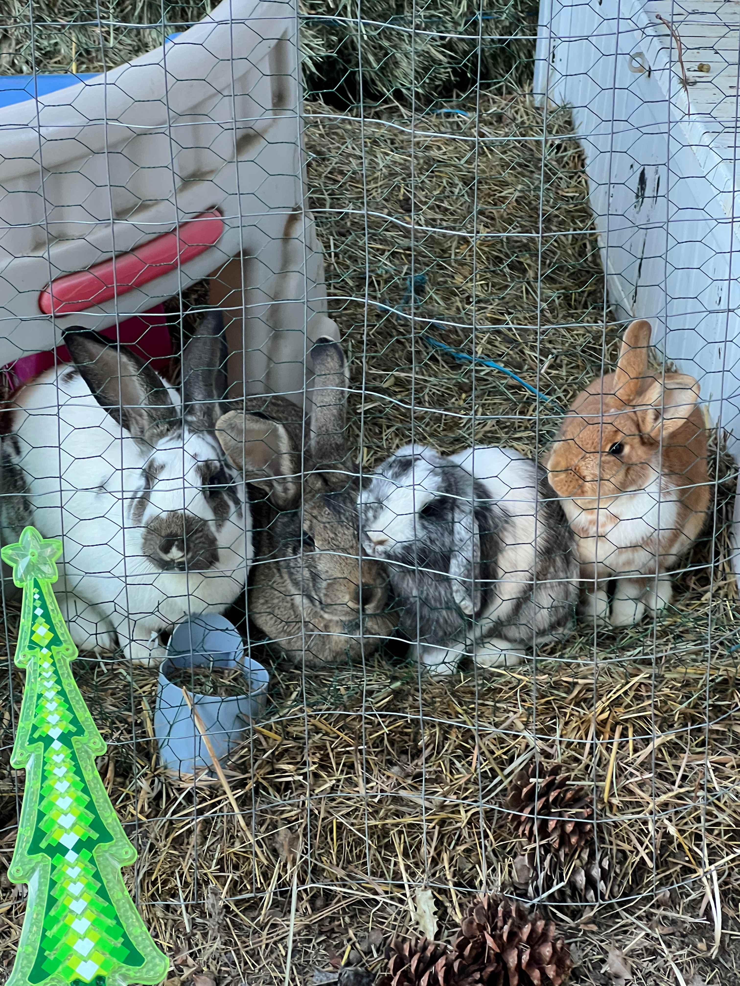 Bunnies!
