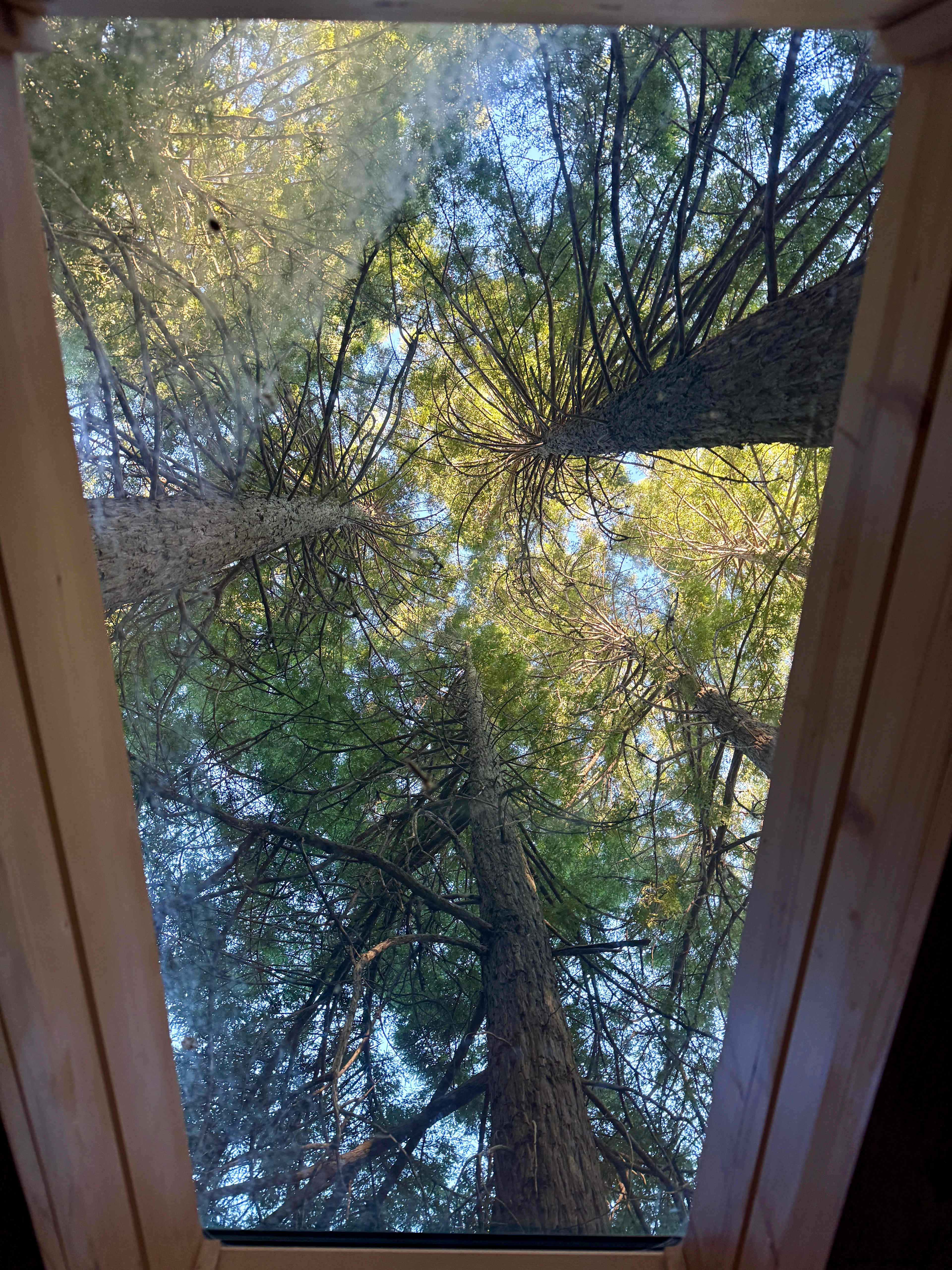 View from the Tree House bed
