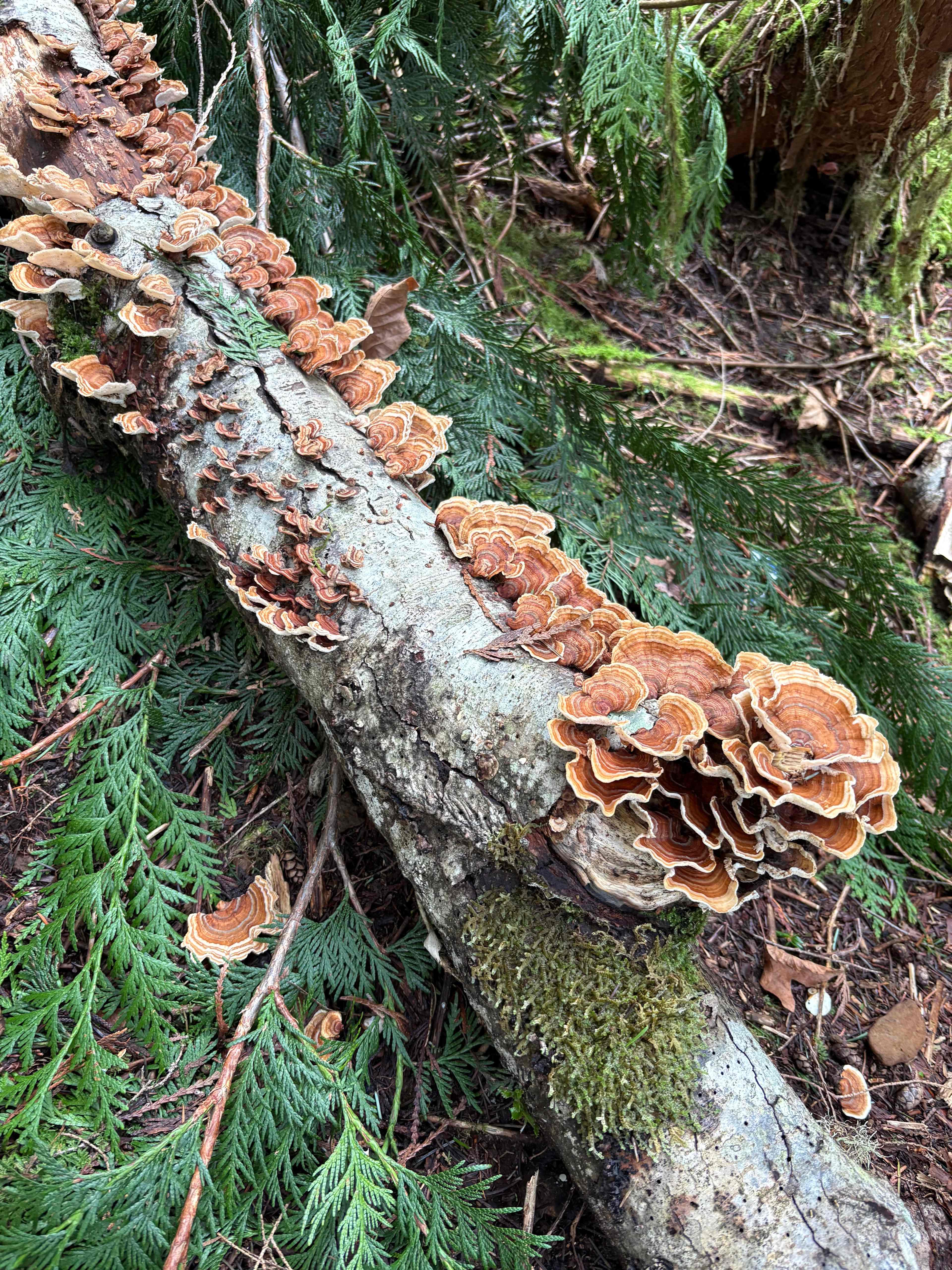 Valhalla Tree Farm