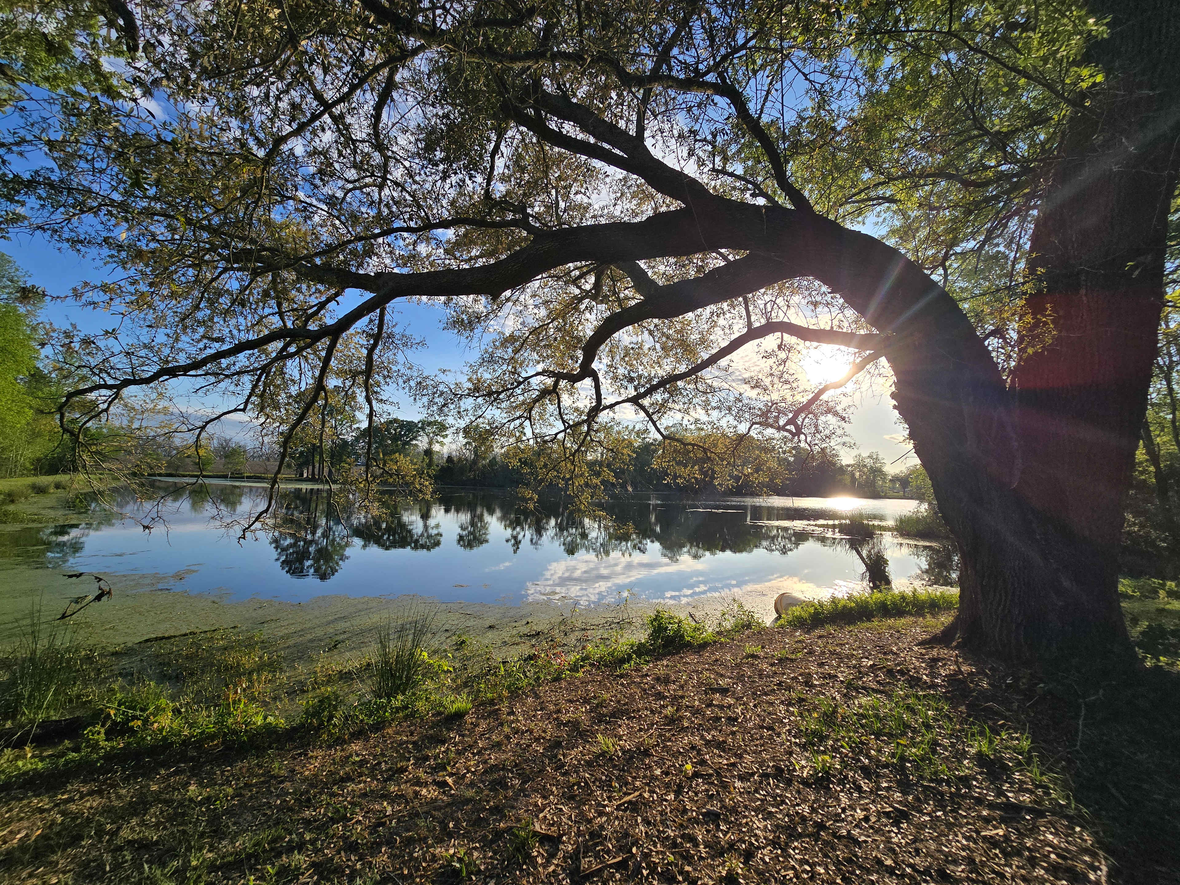 Pecan Orchard