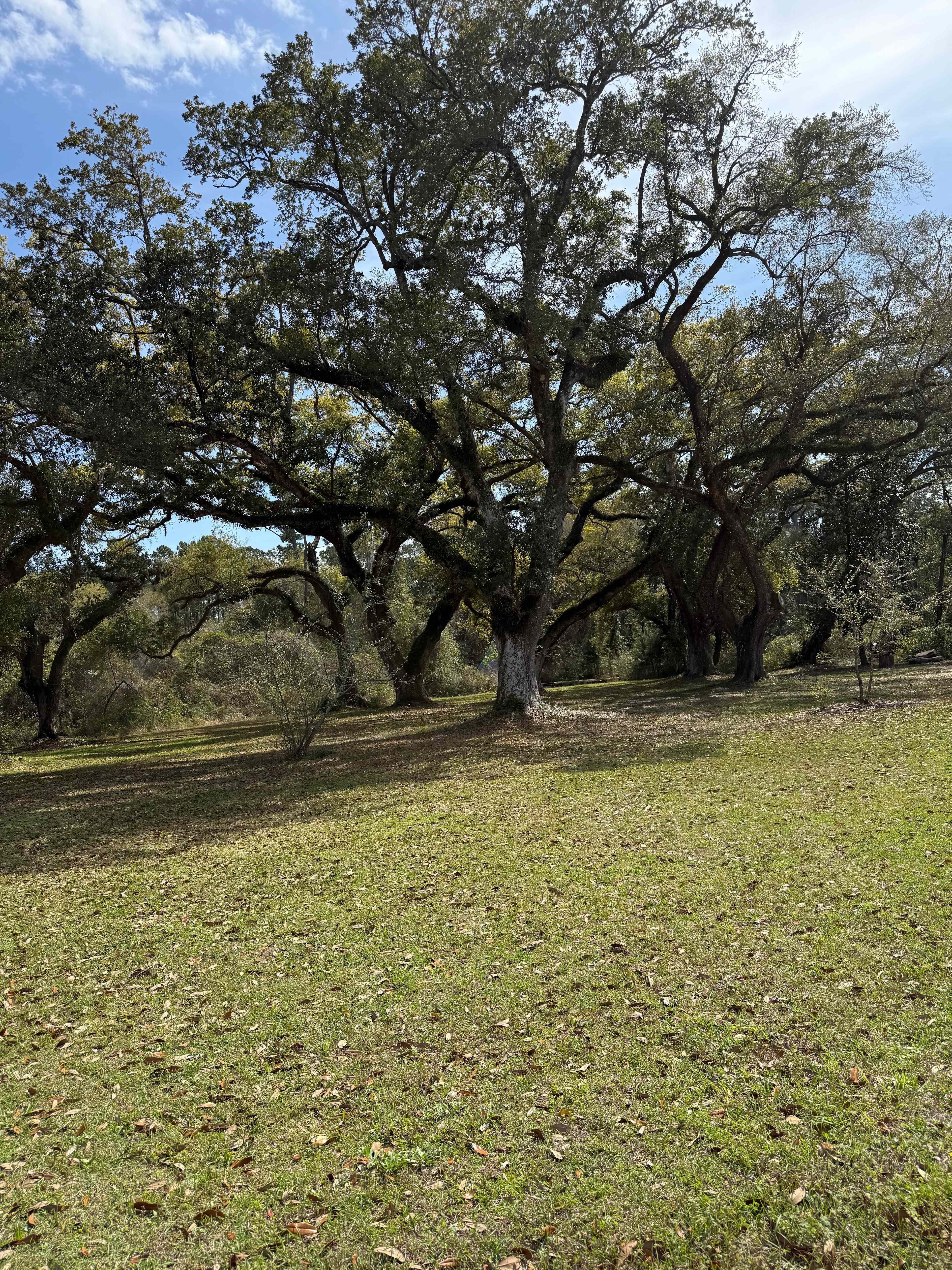 Sunshine under Live Oaks