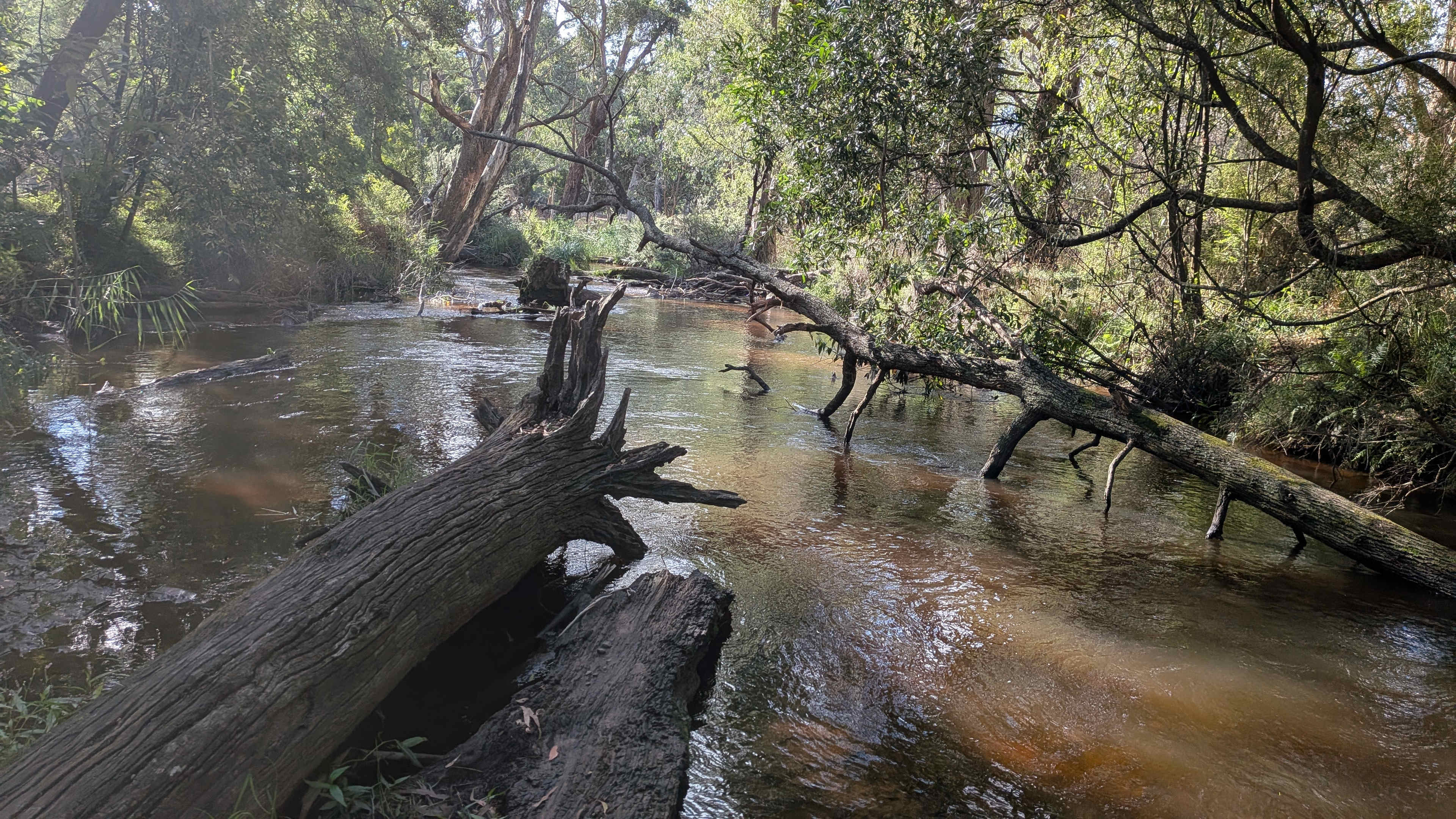 The Fern Glade