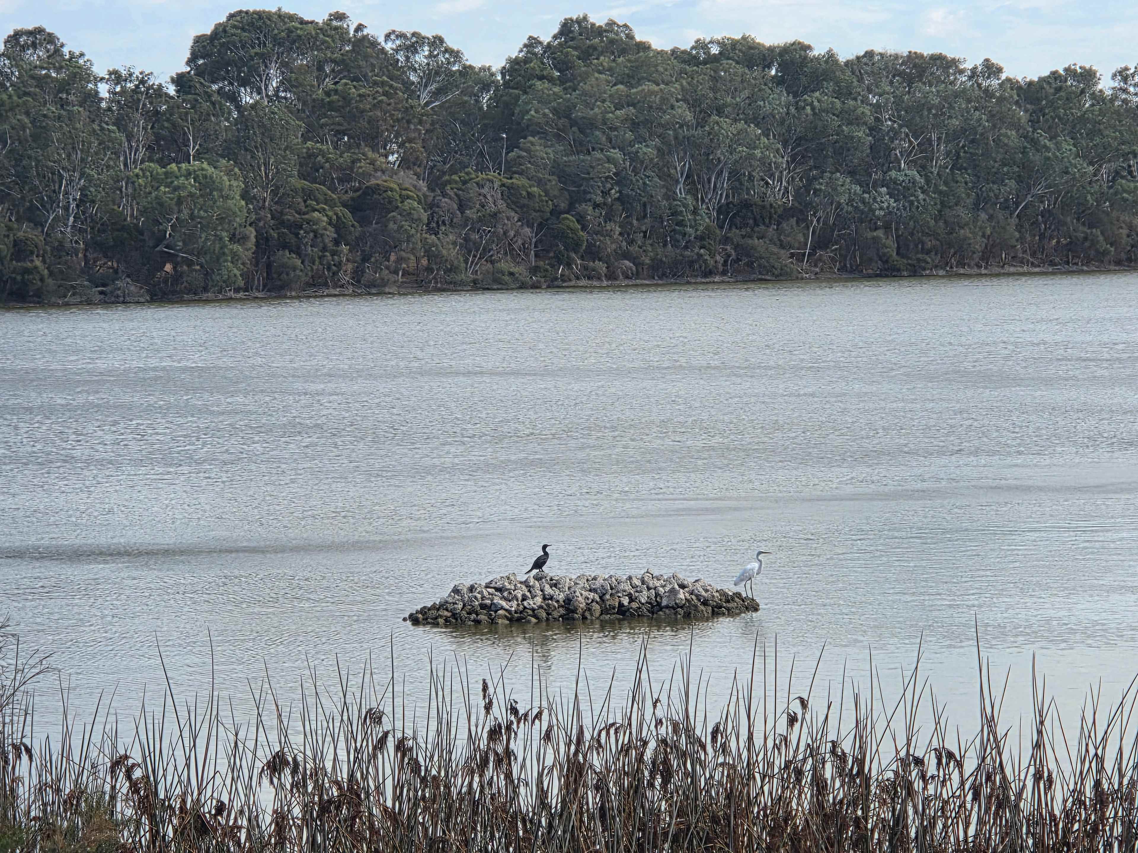 Close up of some of the wetlands birds