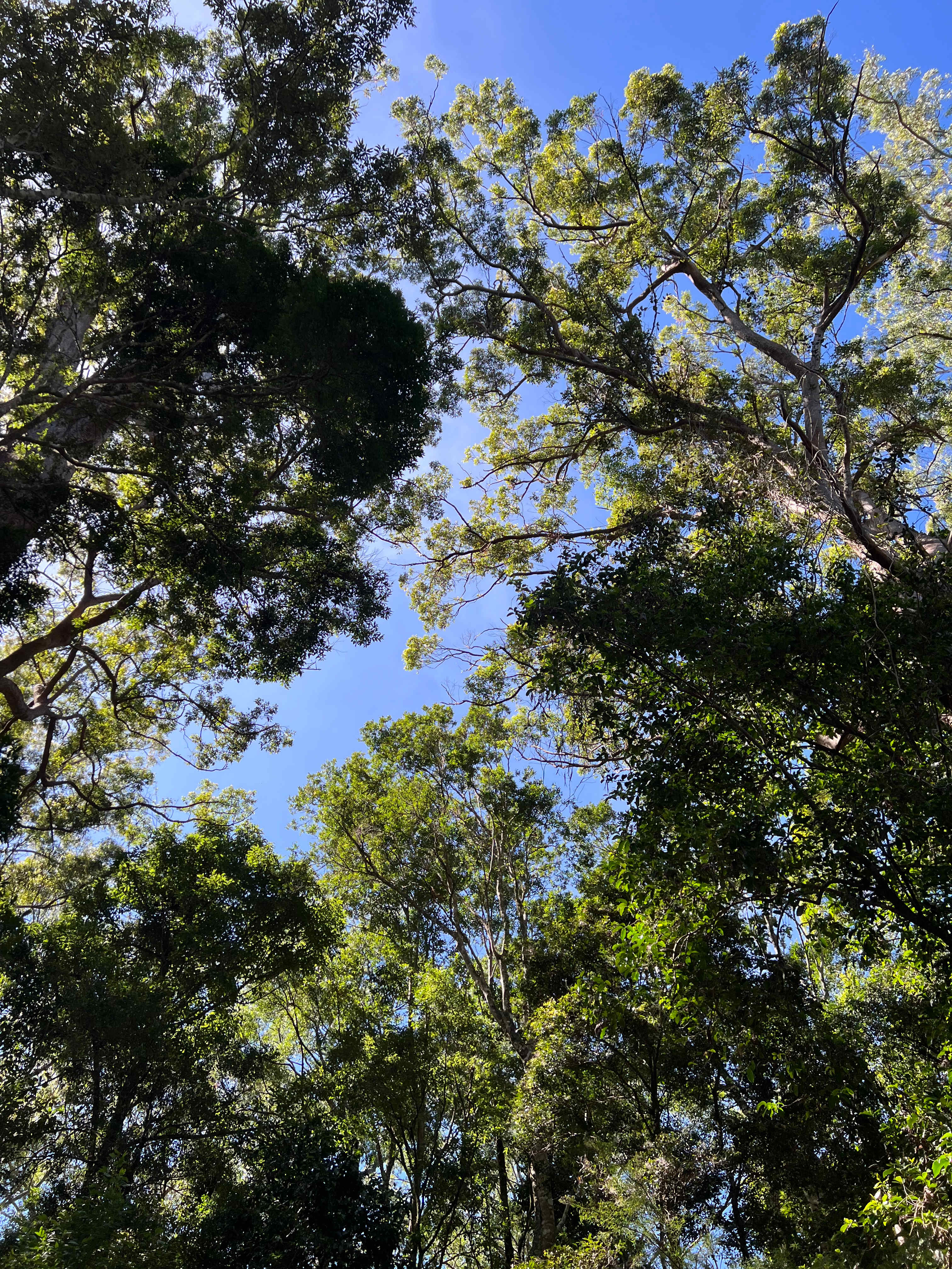 Binna Burra Lodge