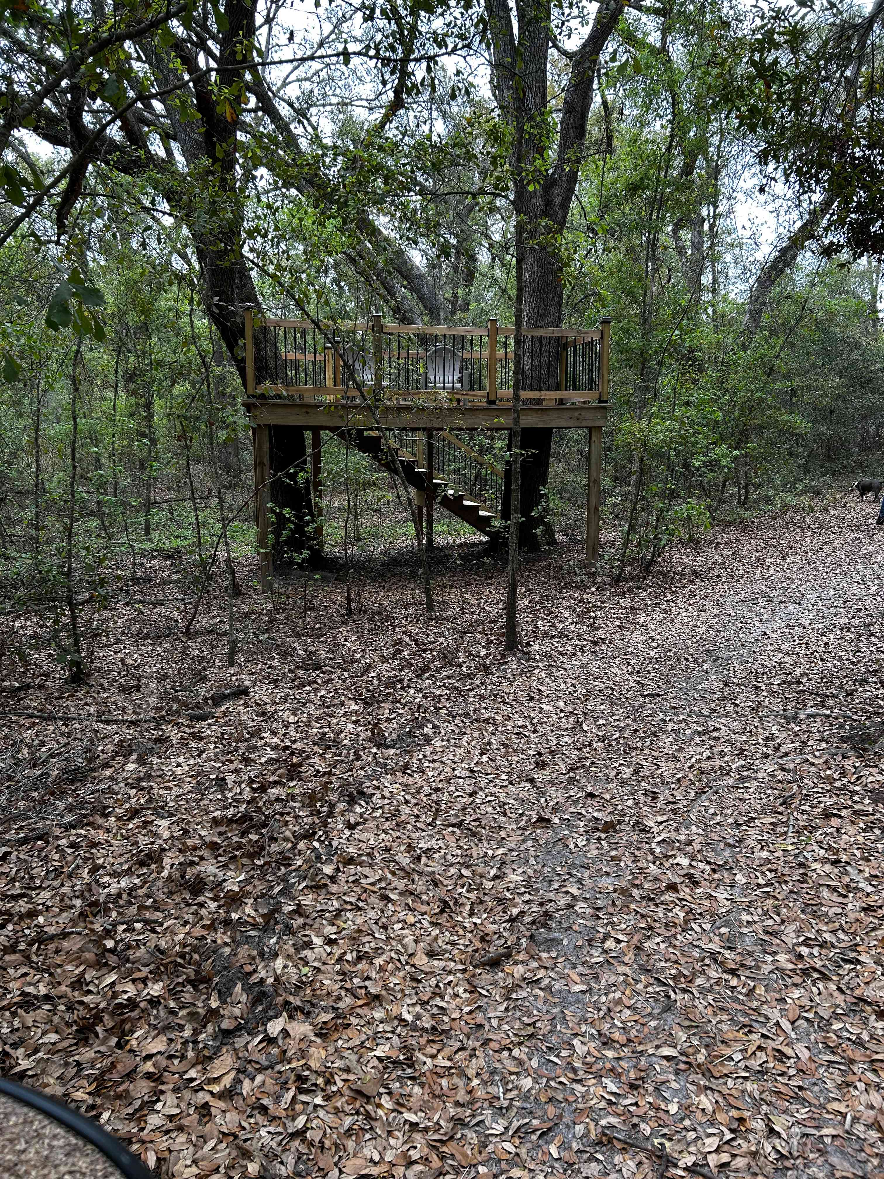 The neatest treehouse for star gazing.