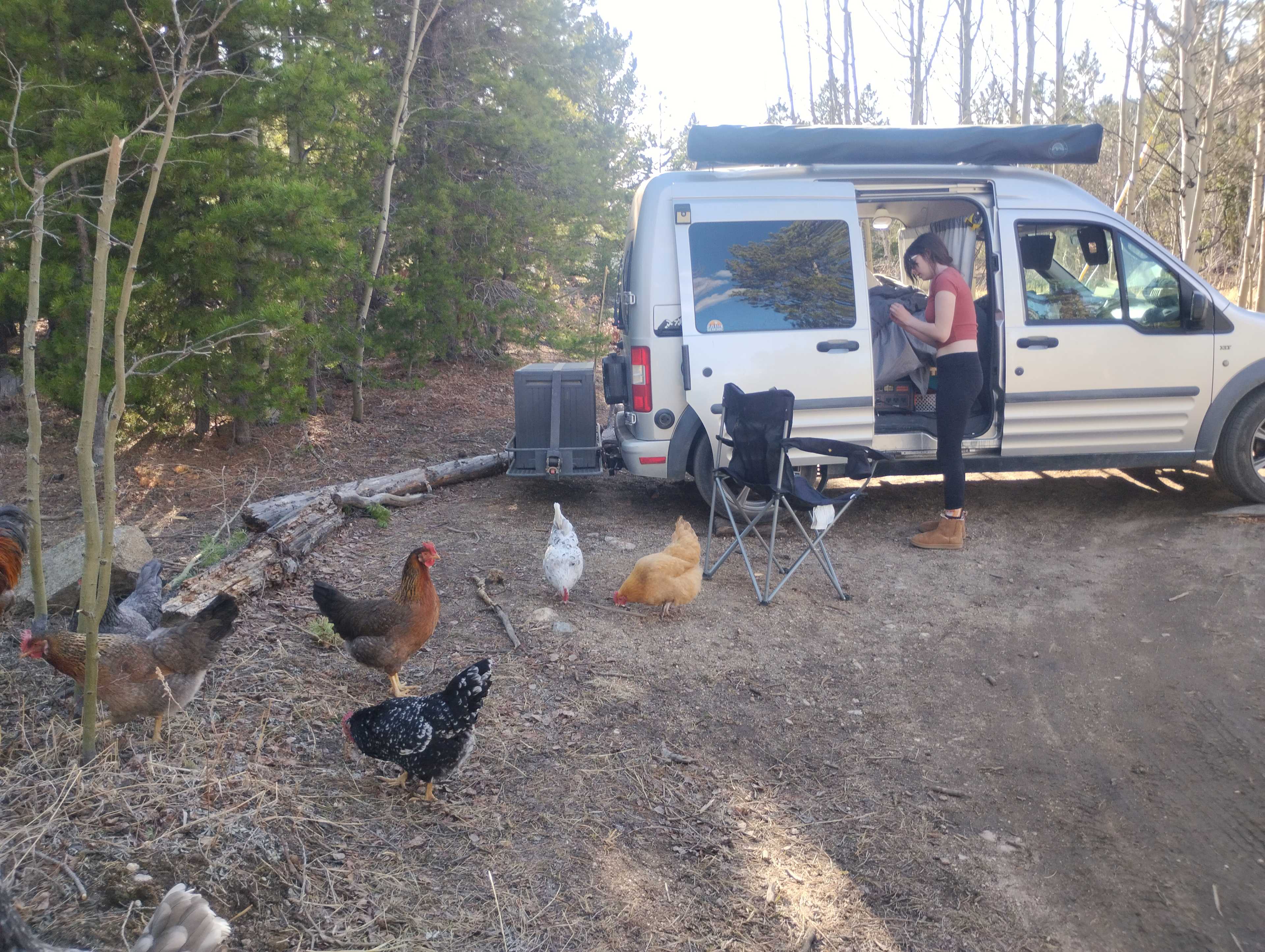 The chickens won't bother you long, but they were definitely curious. 