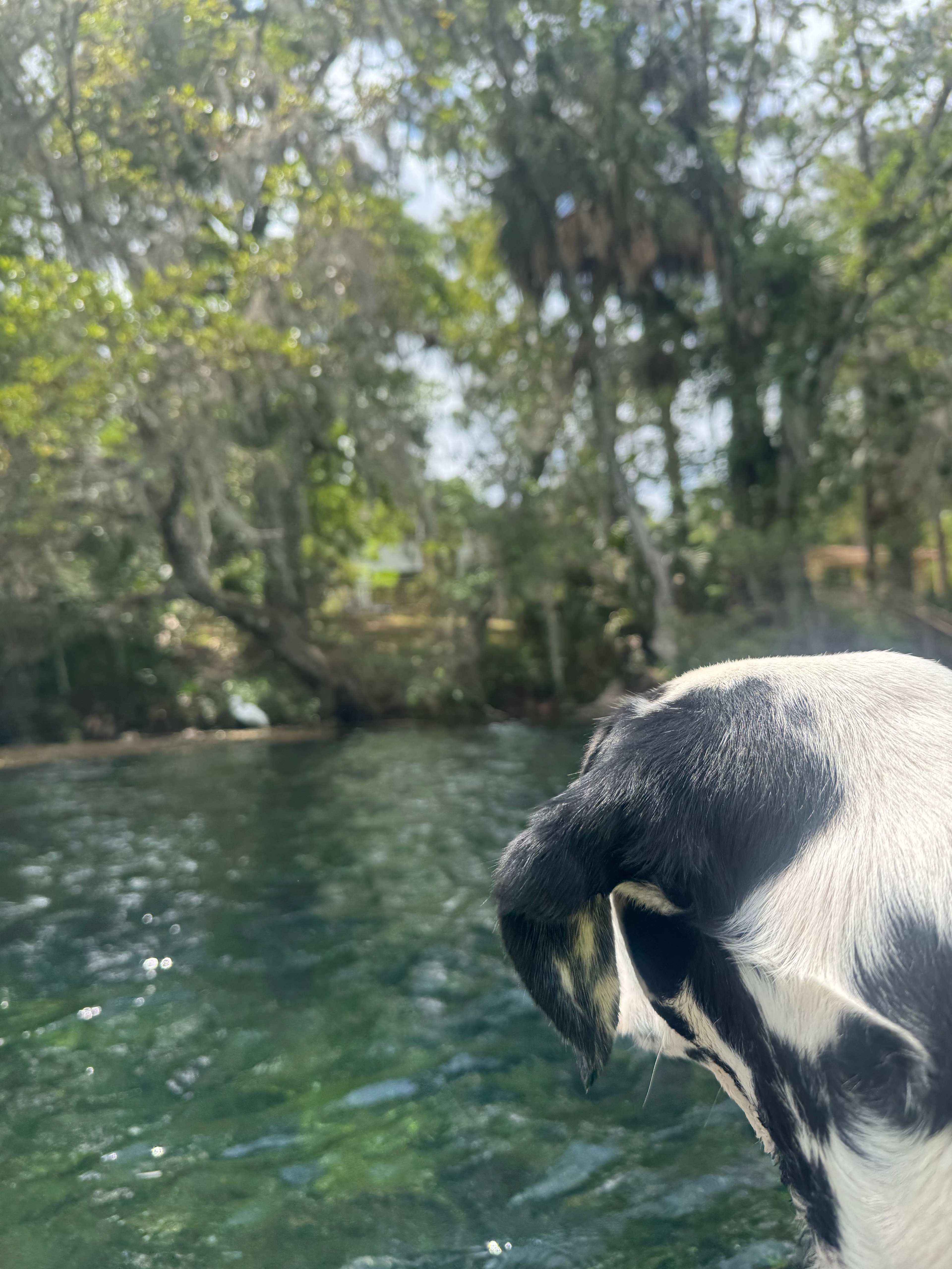 Happy Campers Rescue Ranch