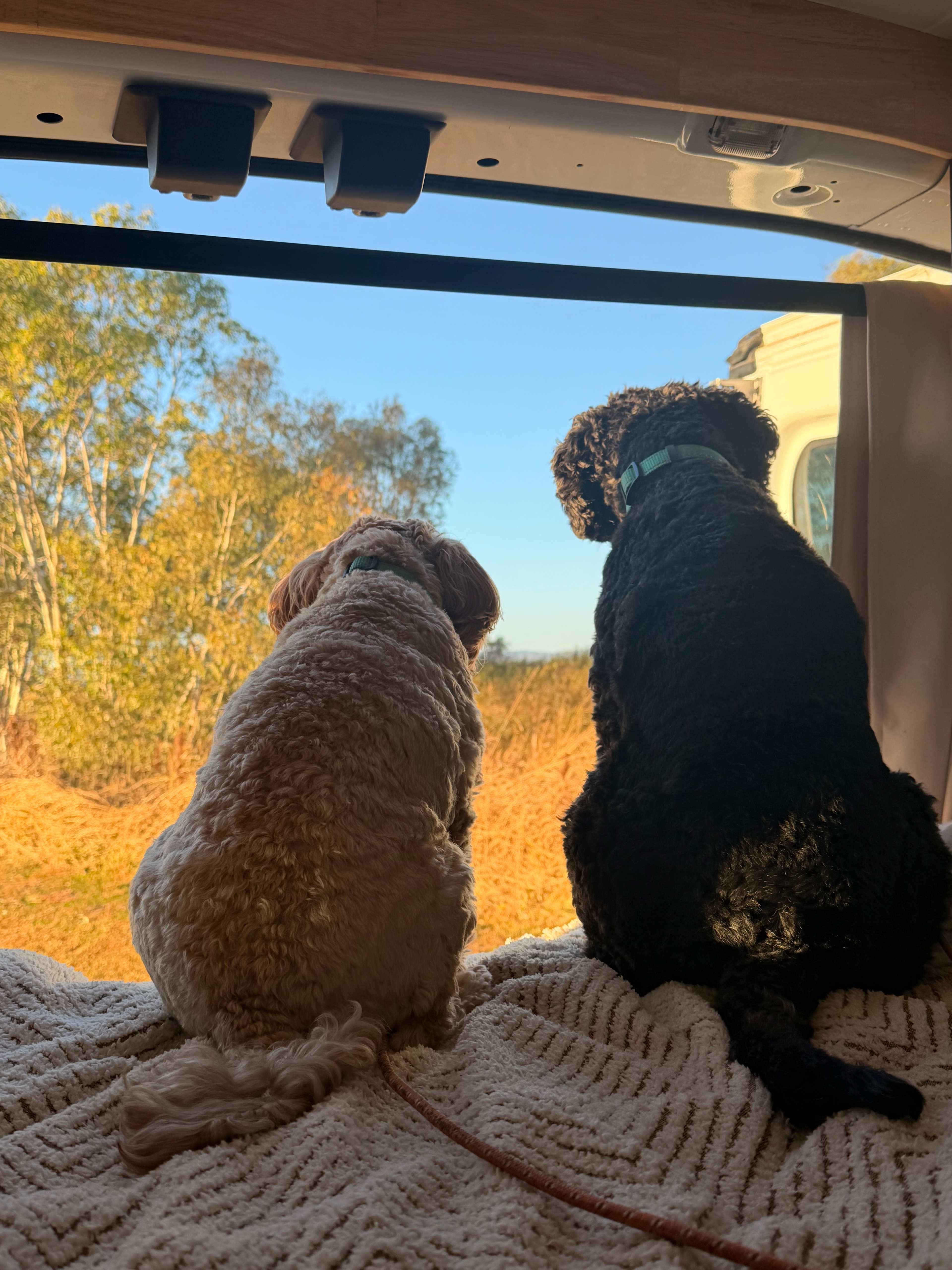 Dogs entertained by wildlife 🐾