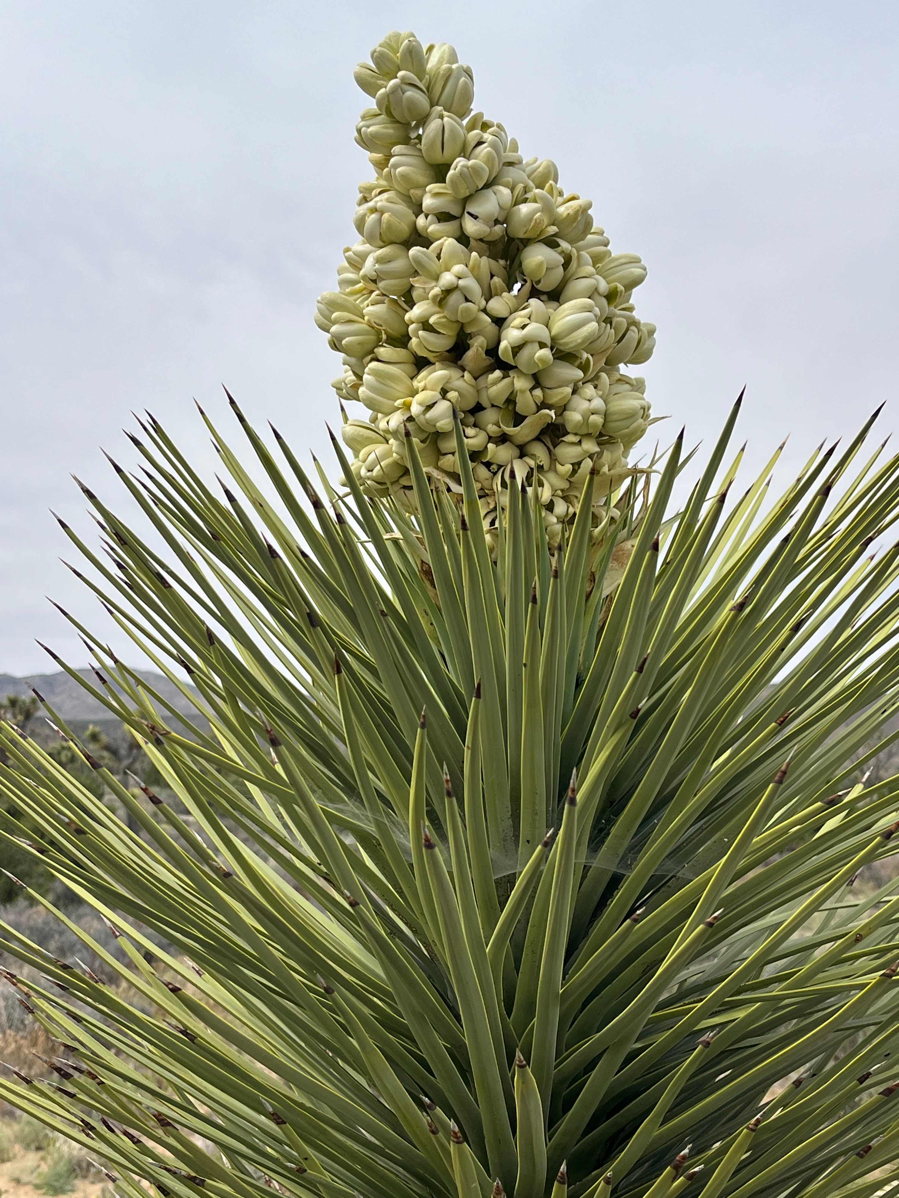 Joshua Tree National Monument 