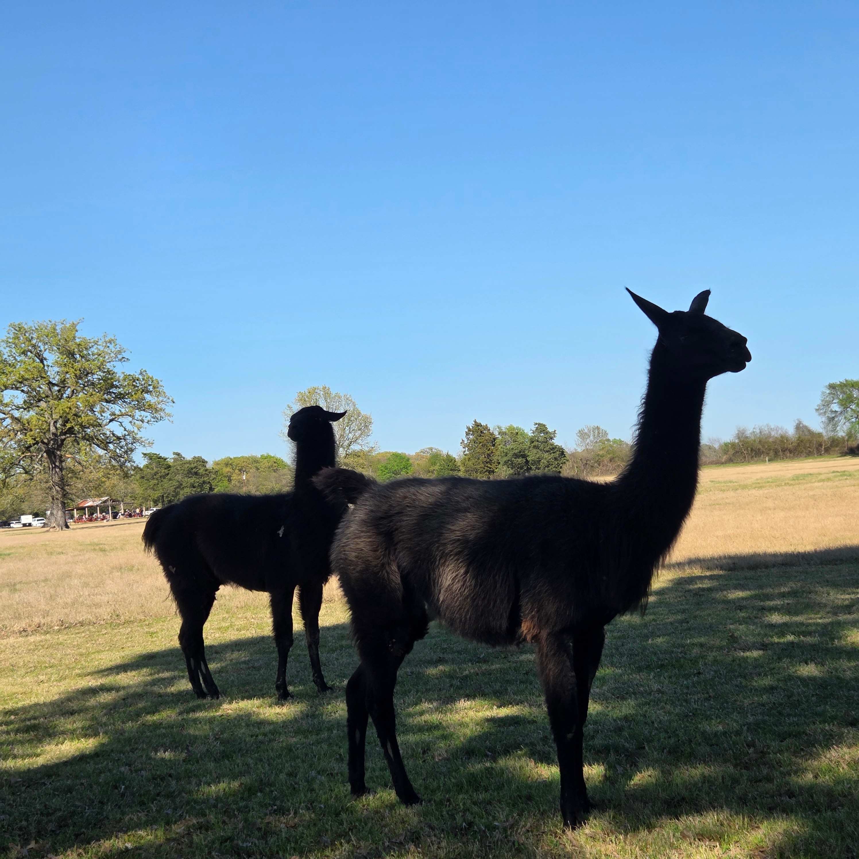 Llama Land Ranch
