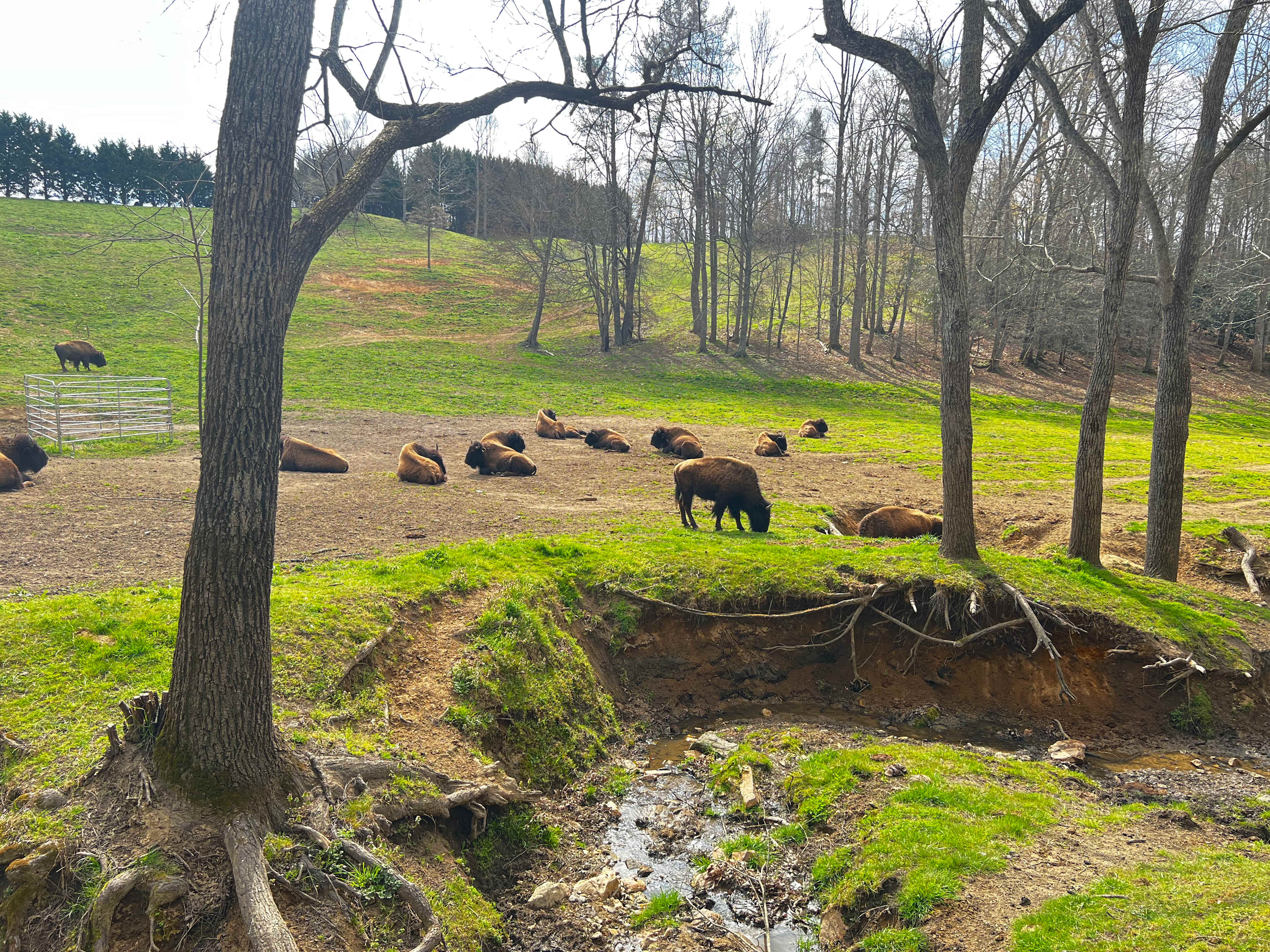 Buffalo Creek Vacations