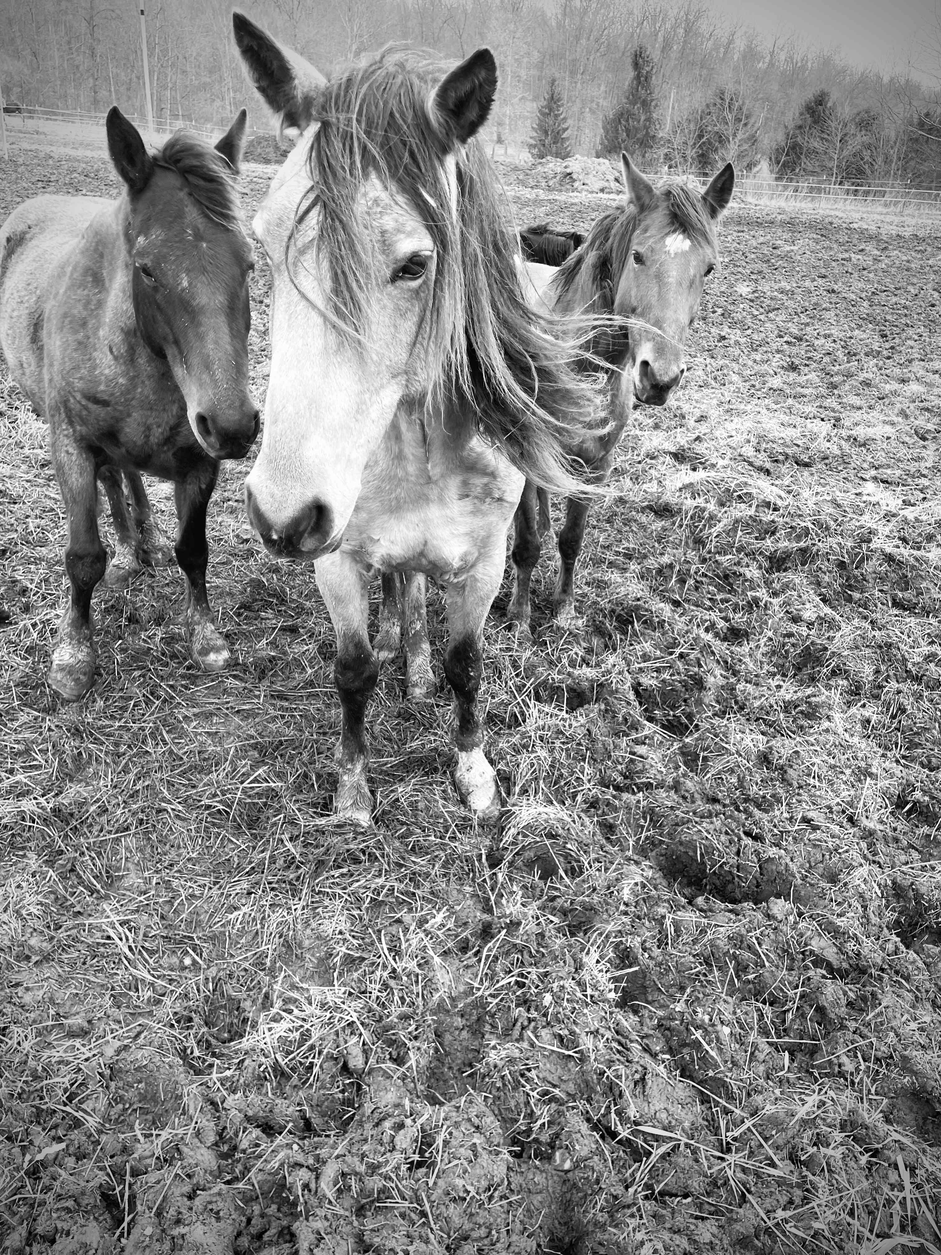 DLR Mustang Ranch