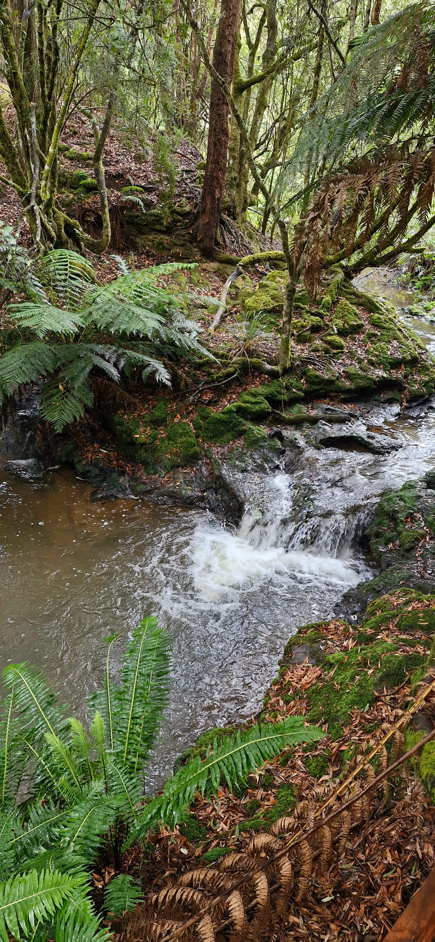 🐞🌿 Ladybug Camping 🌿🐞