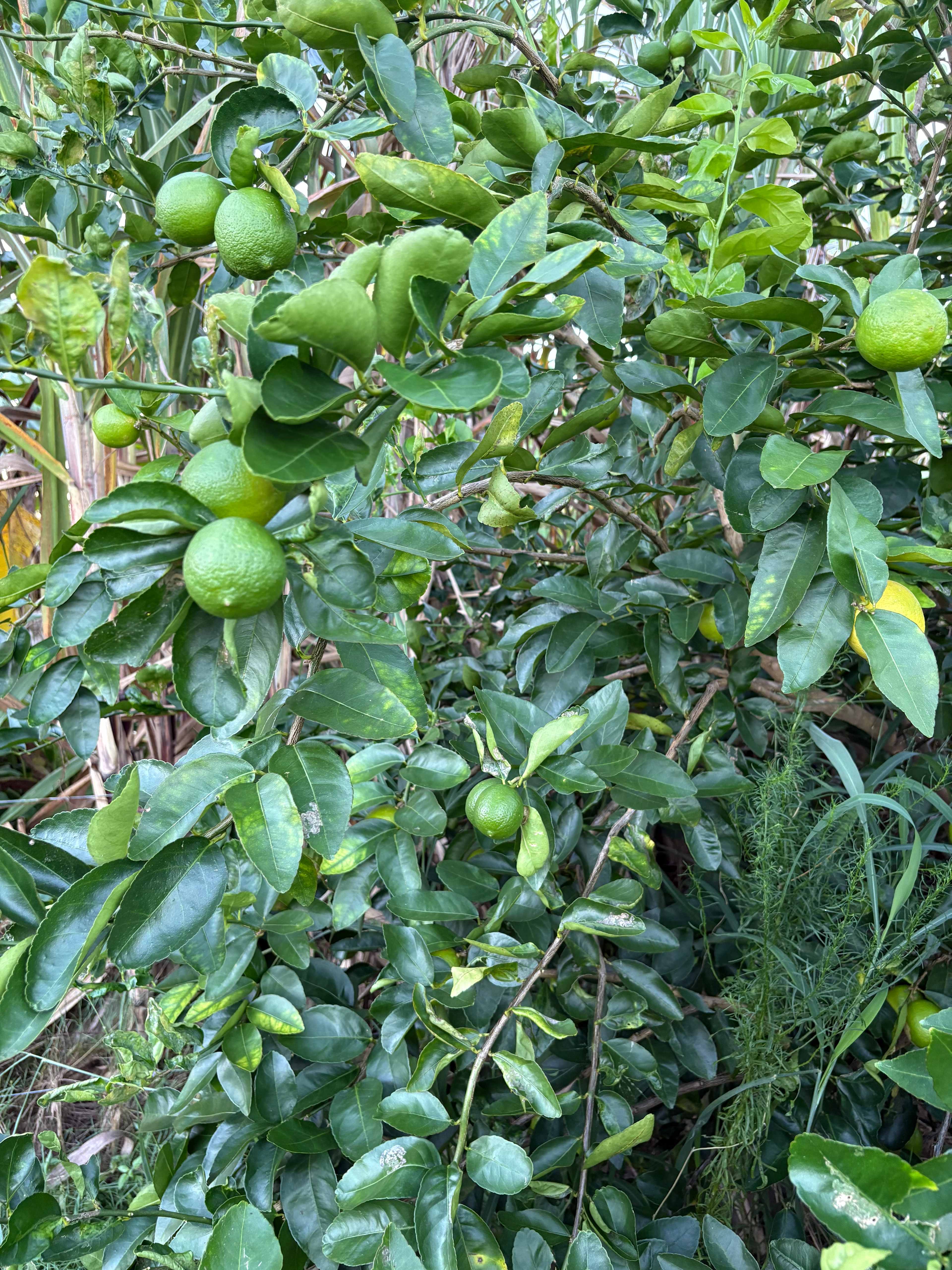 Makowata Farm