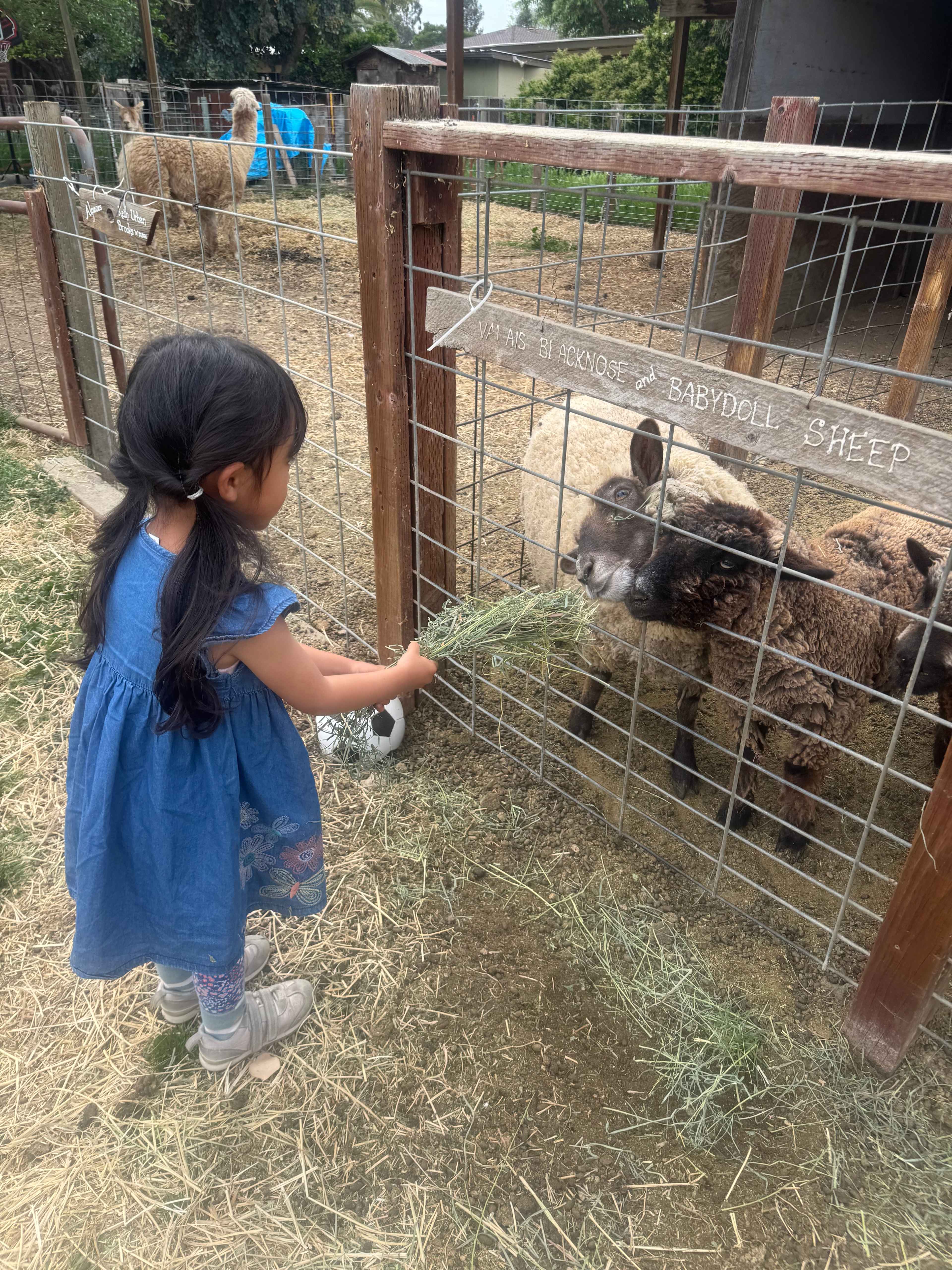 Windsor Family Farm