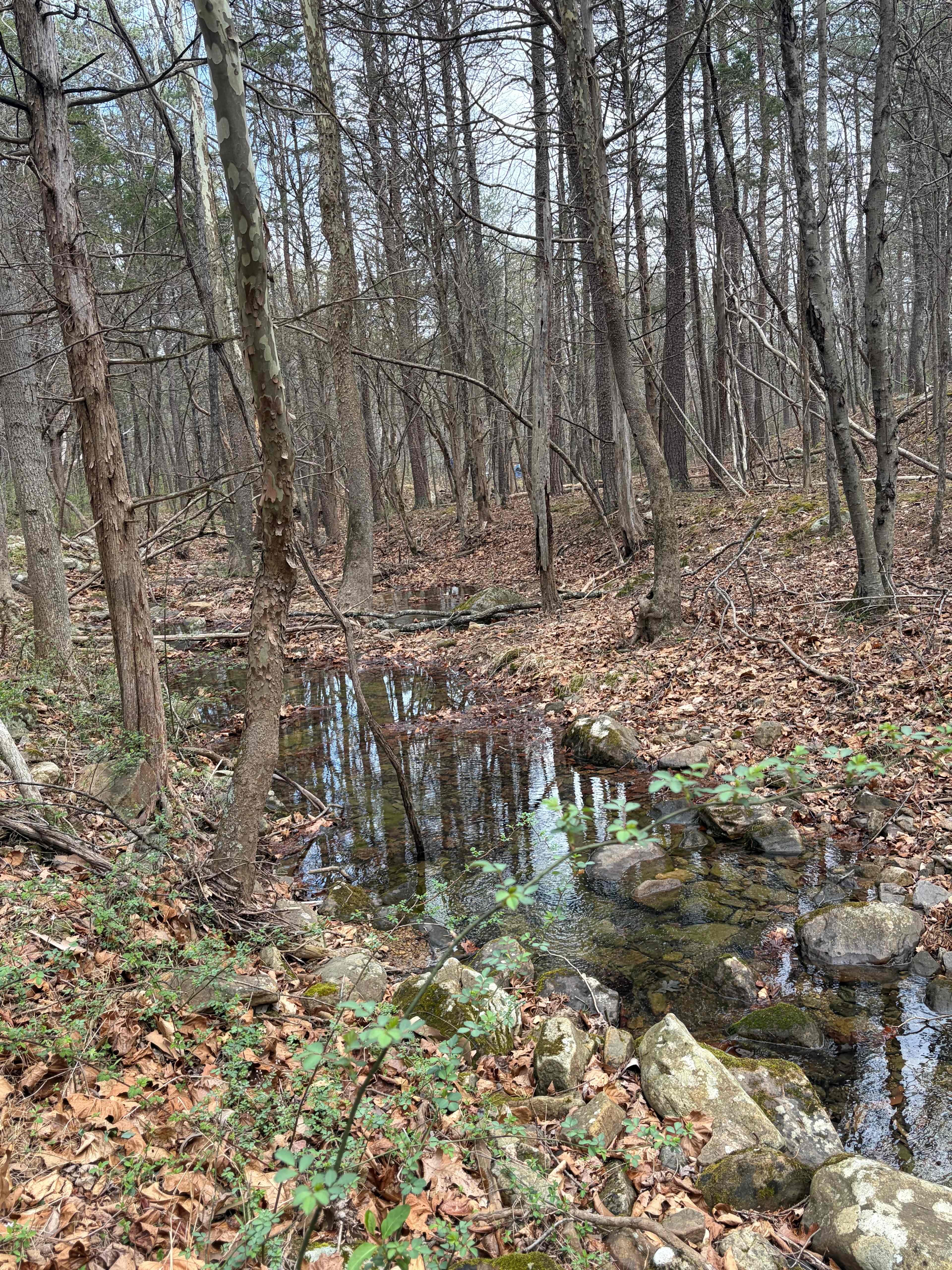 Nicholson’s Wonder Forest
