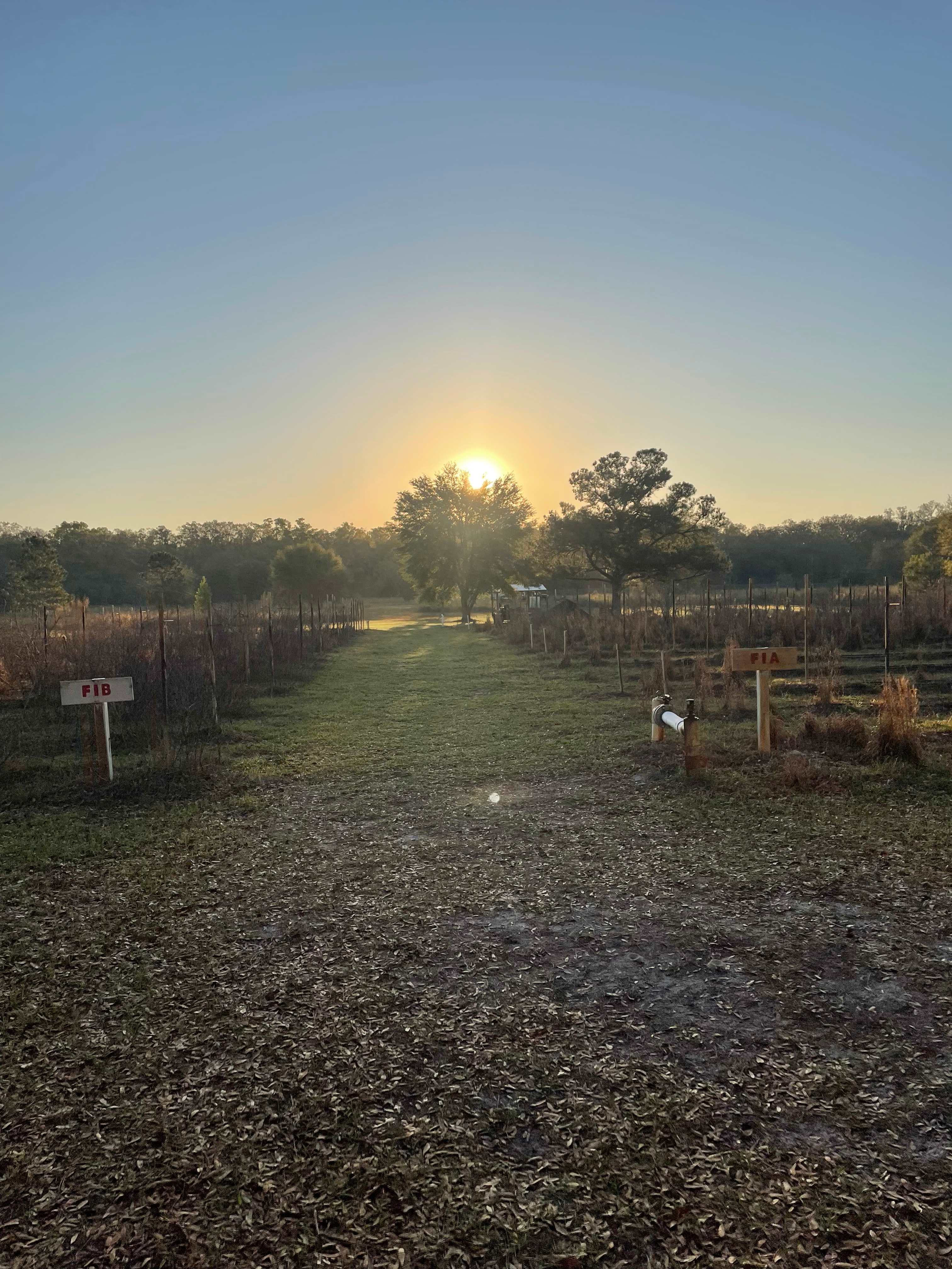 Caceres Organic Blueberry Farms