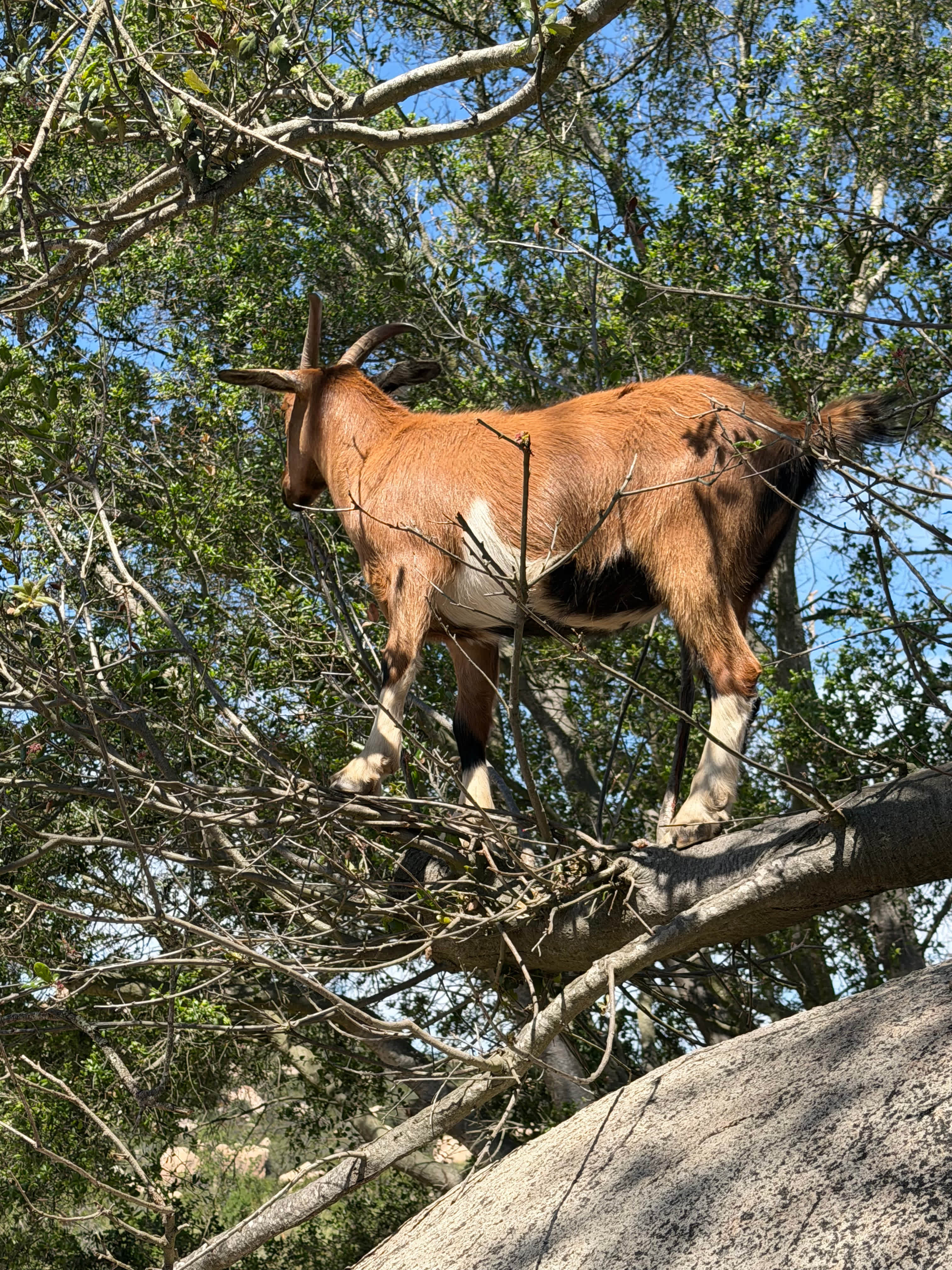 Tree goats!