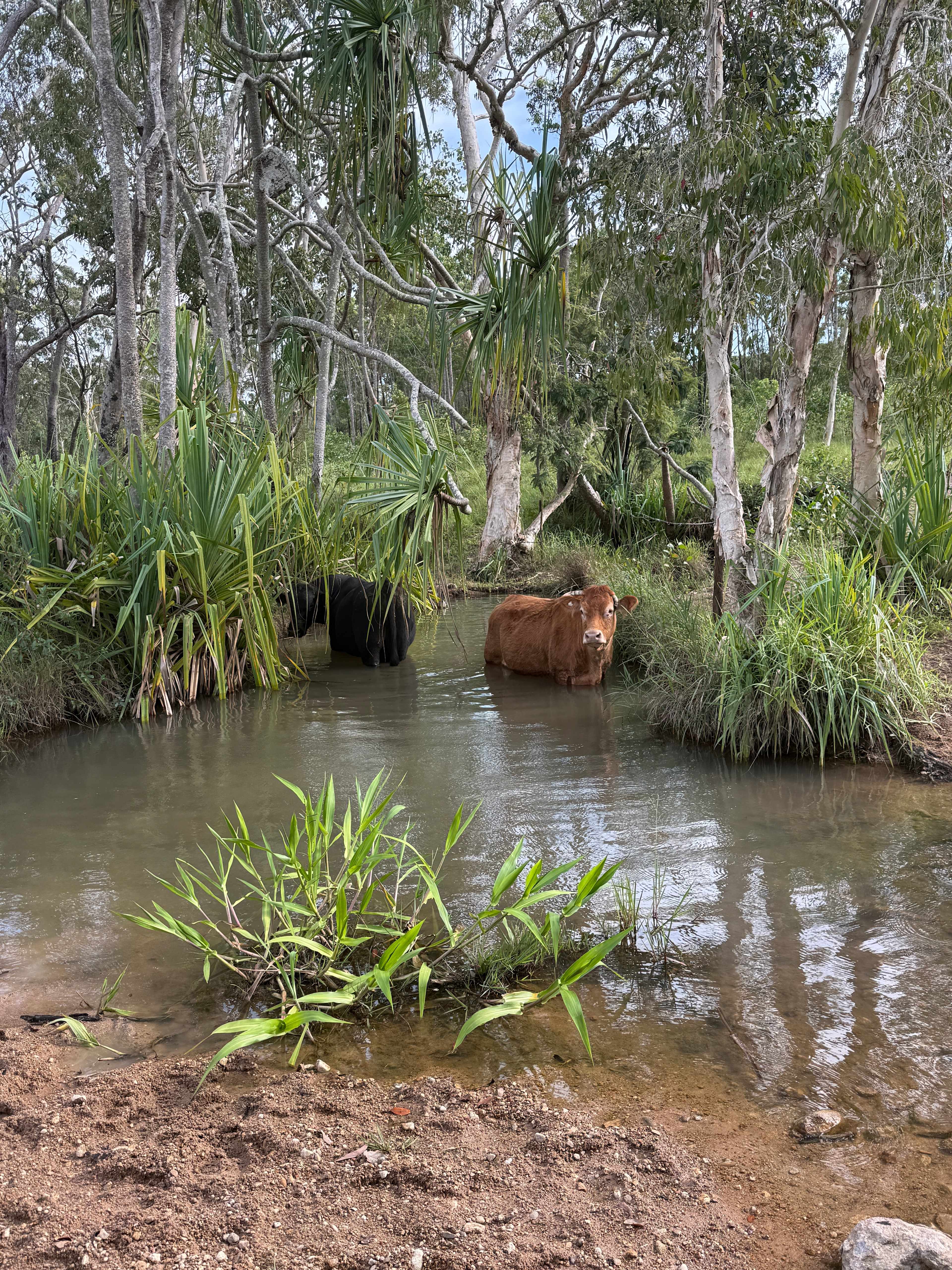 Ilbilbie Station Farm Stay