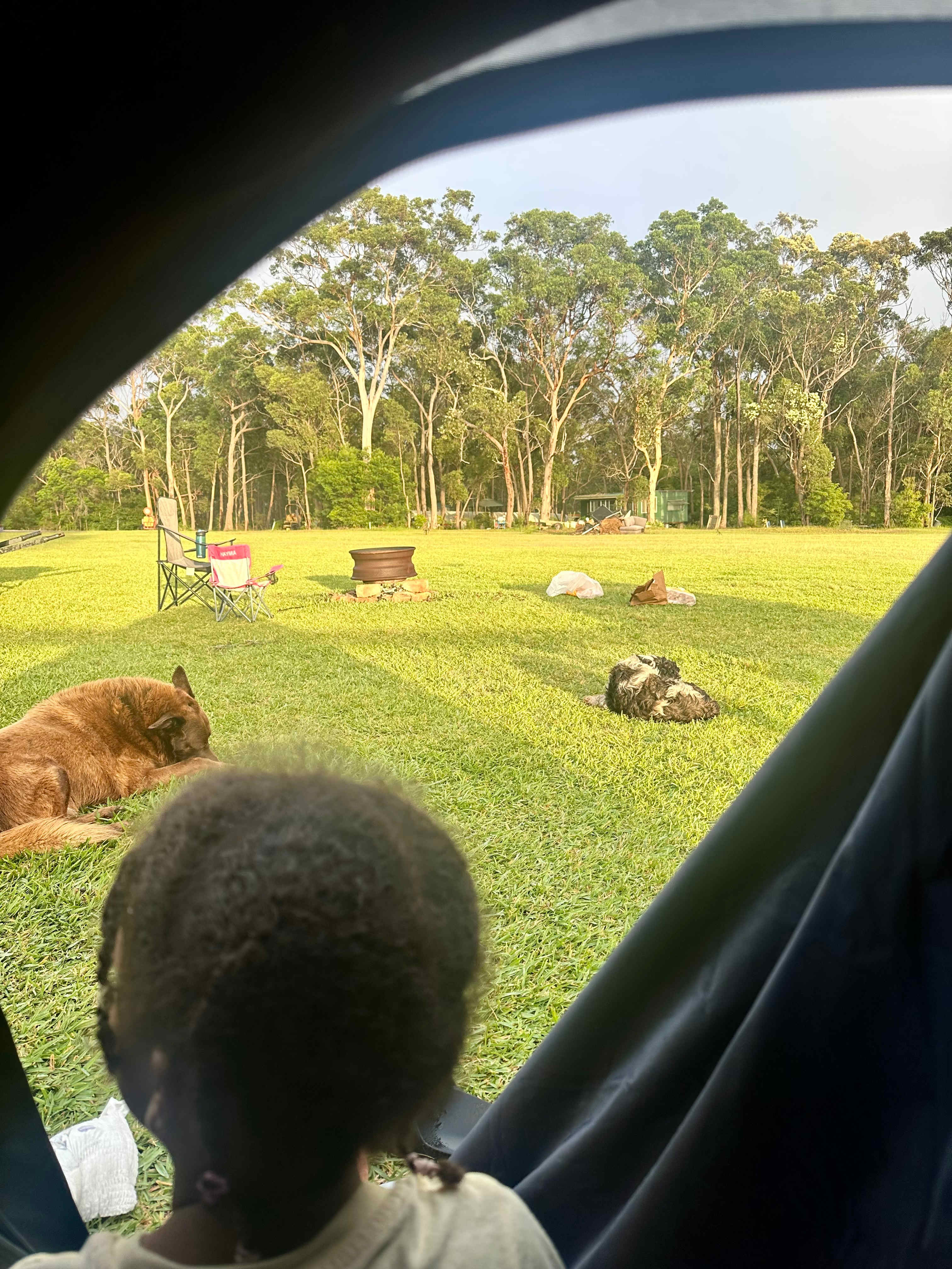 The dogs slept outside our tent each night