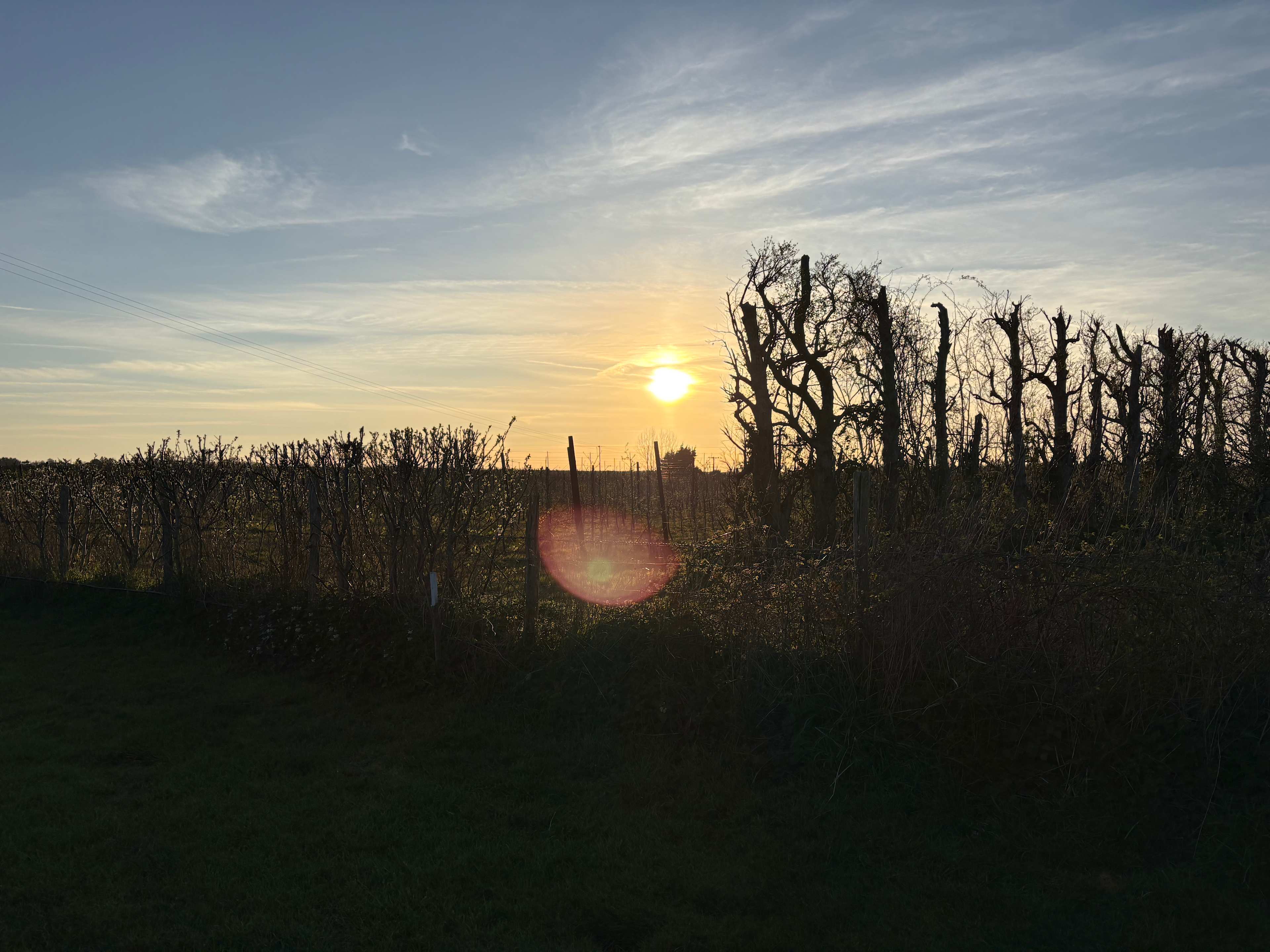 Sunset over fruit trees