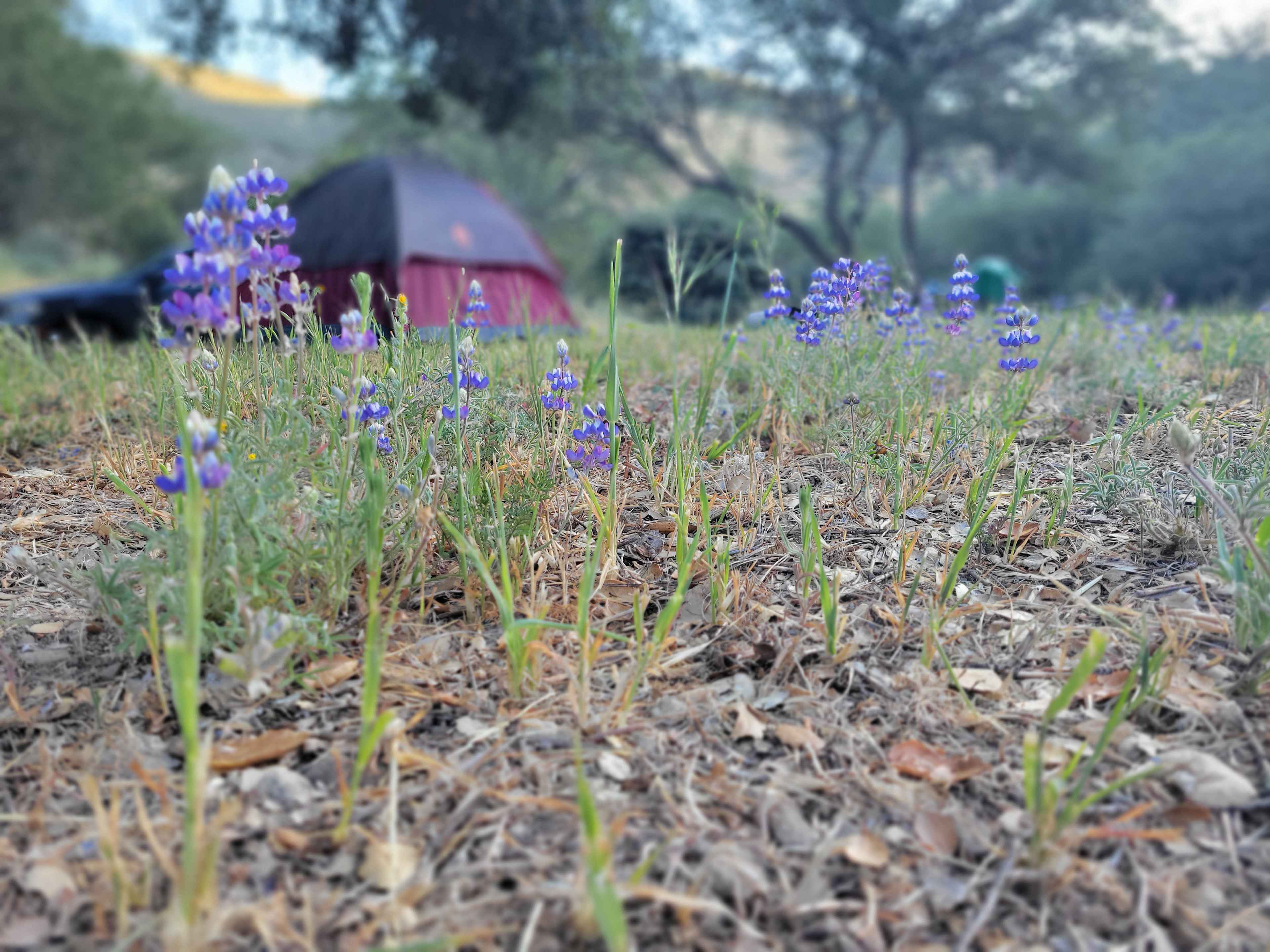 Lavender Creek Camp
