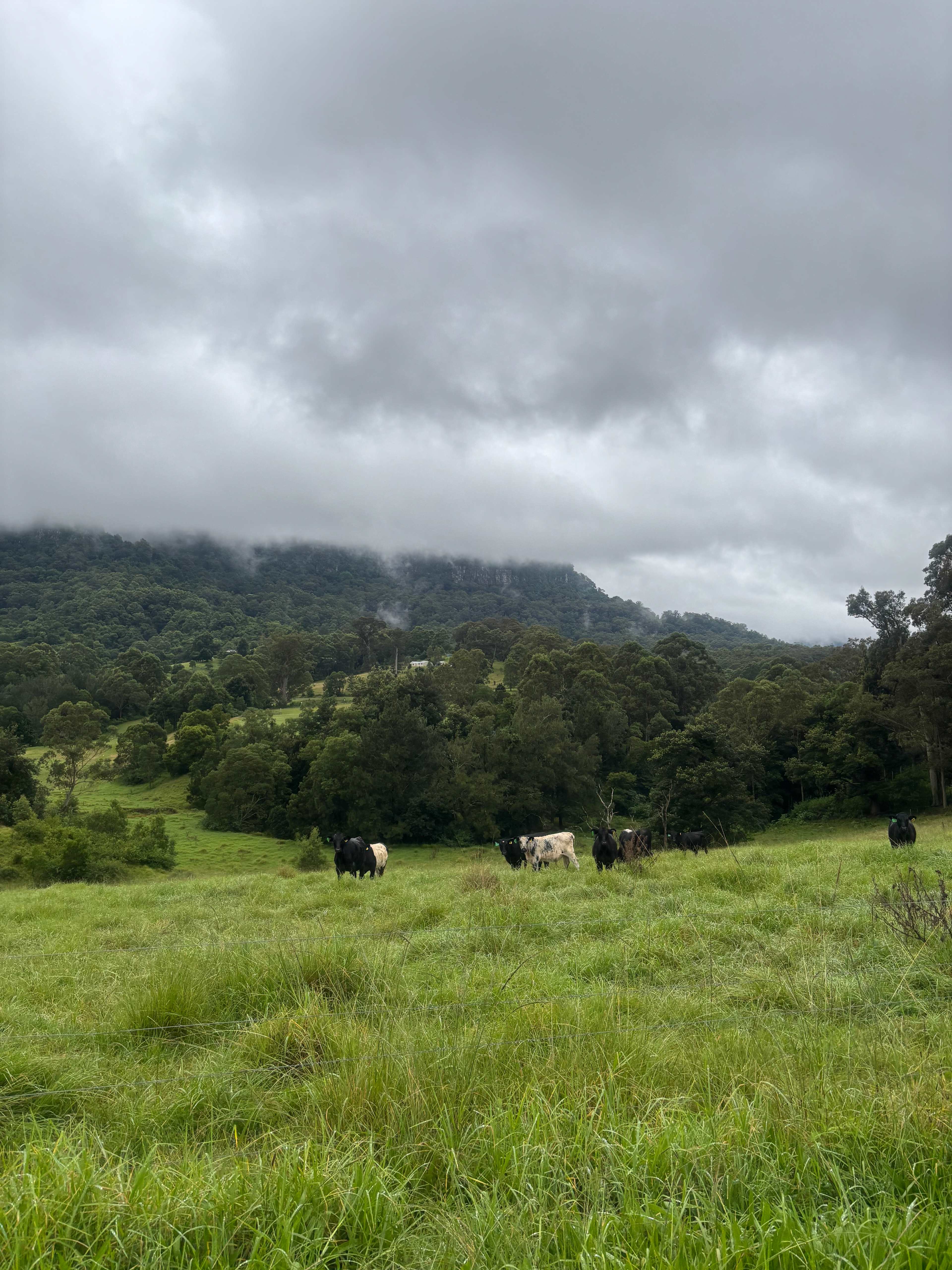 Young Macdonald’s Farm