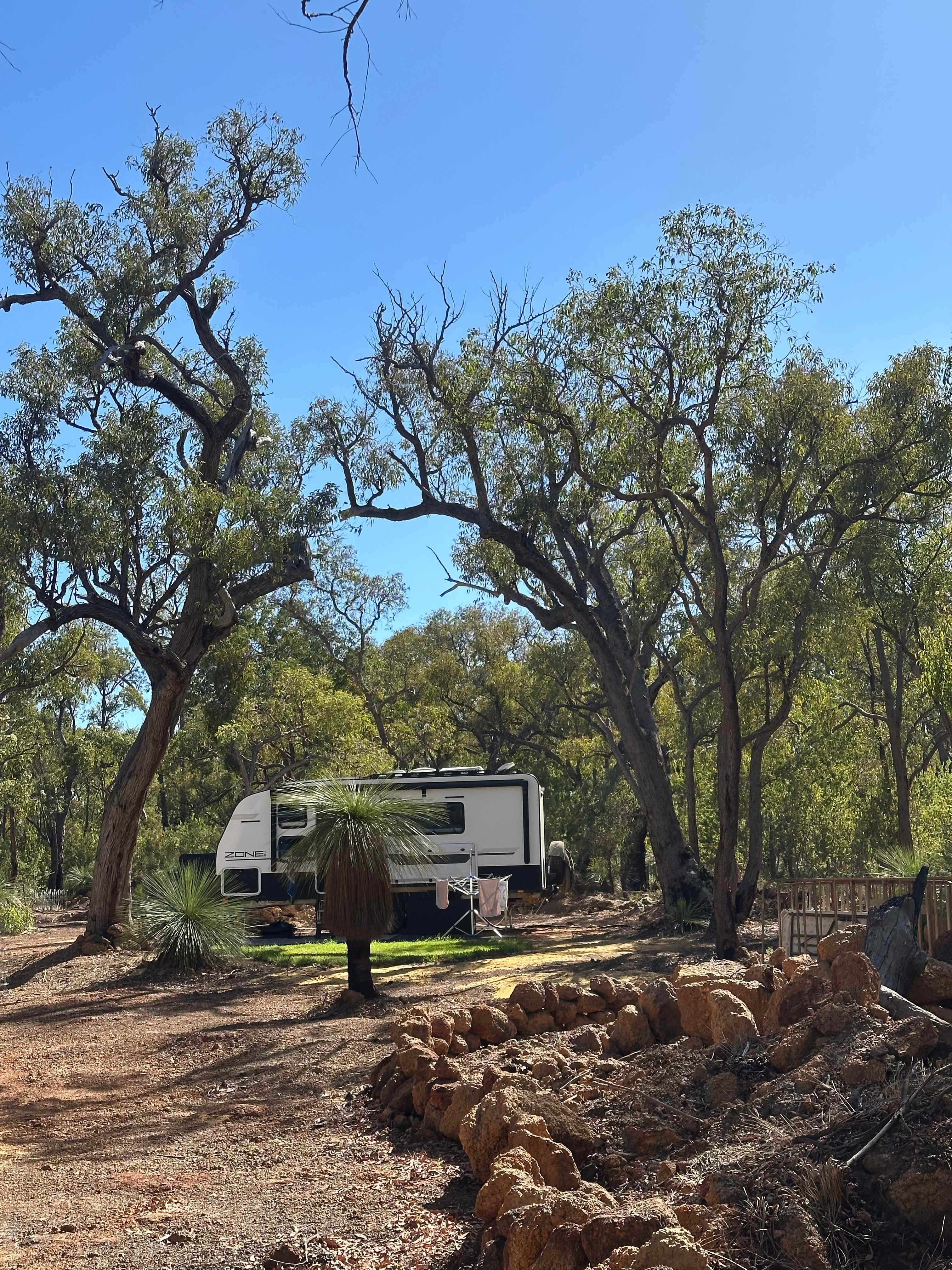 Evergreen Bush Stayz