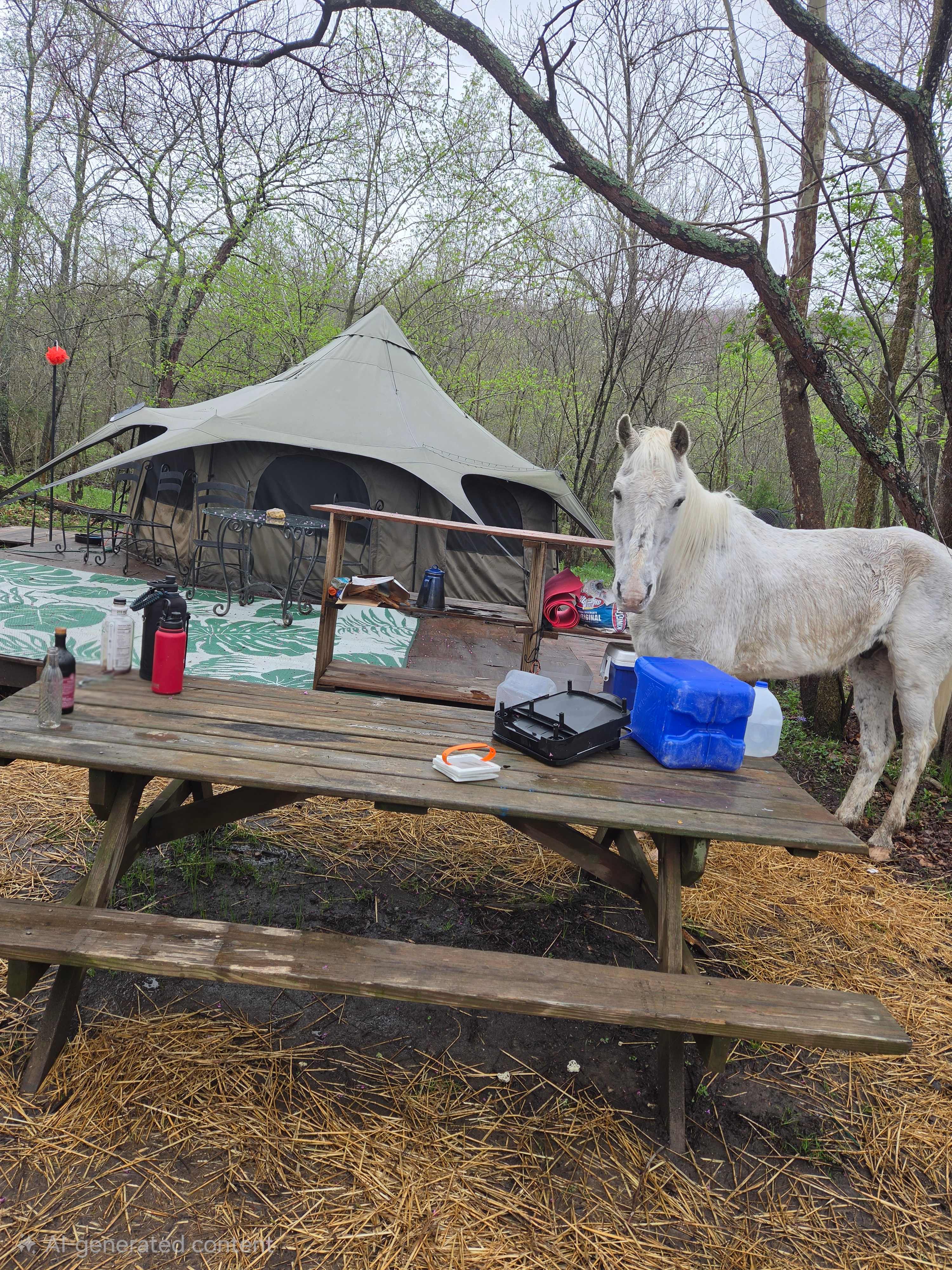 Rescue horse inspecting the campsite 😍