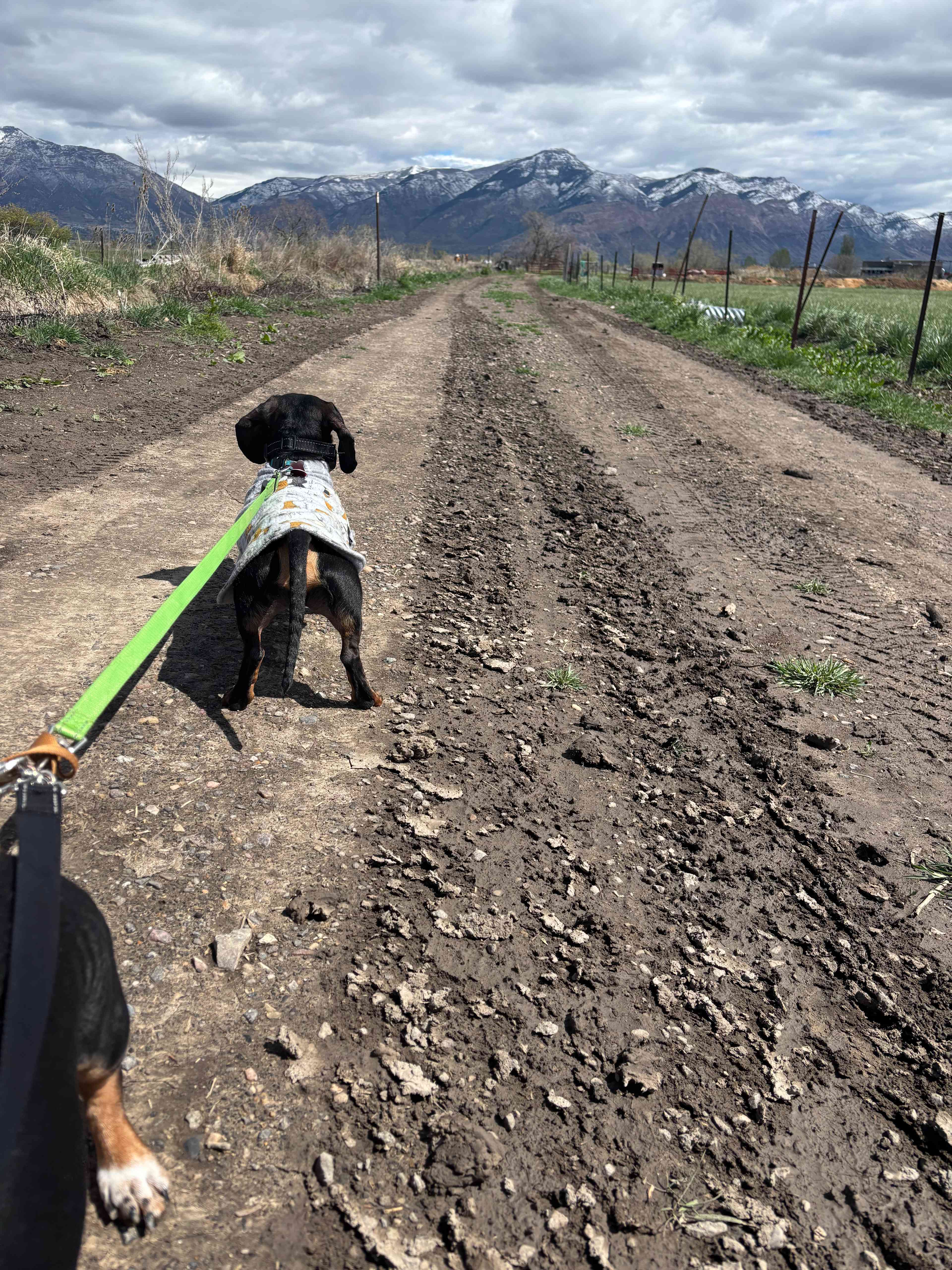 A small area to walk your dogs in the back of the property. 