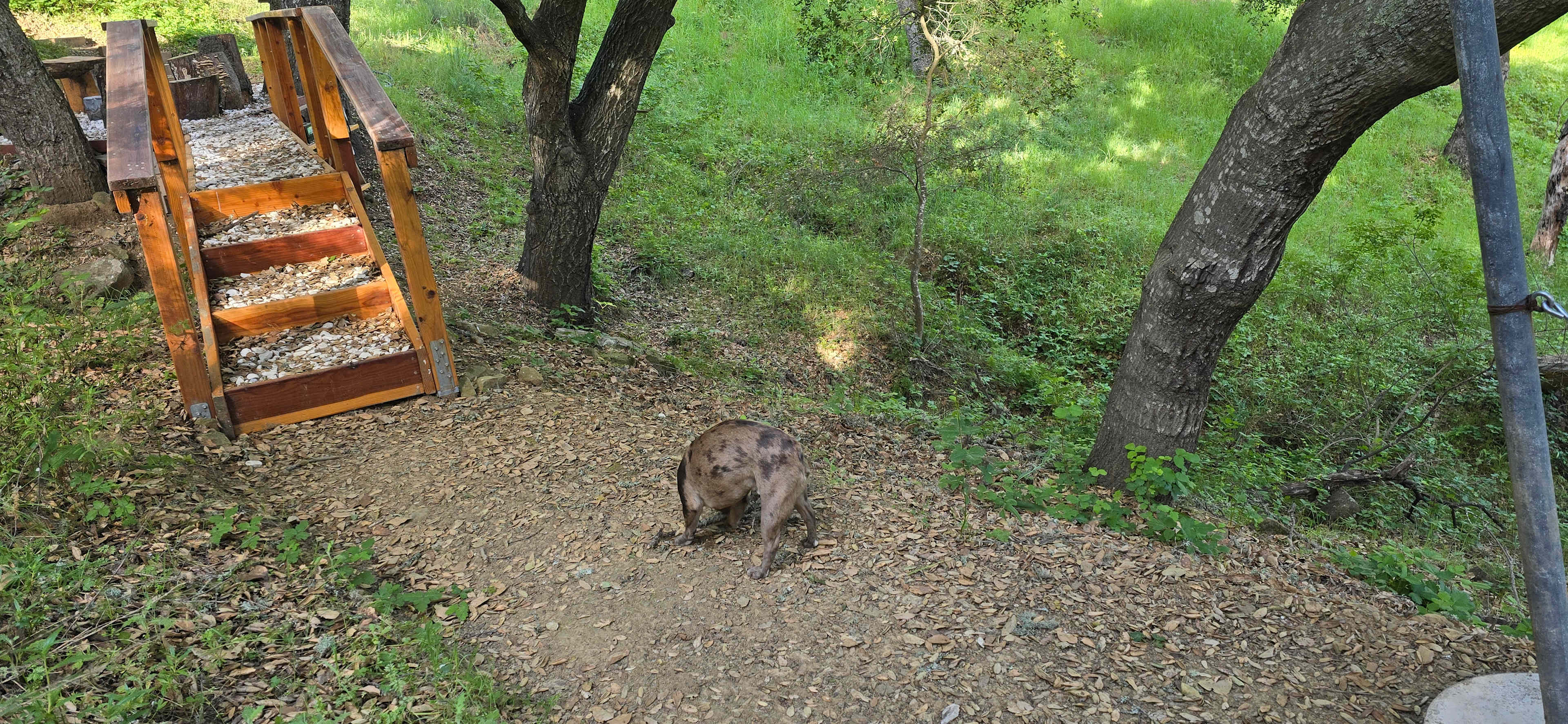 Wendee's Whimsical Campsite
