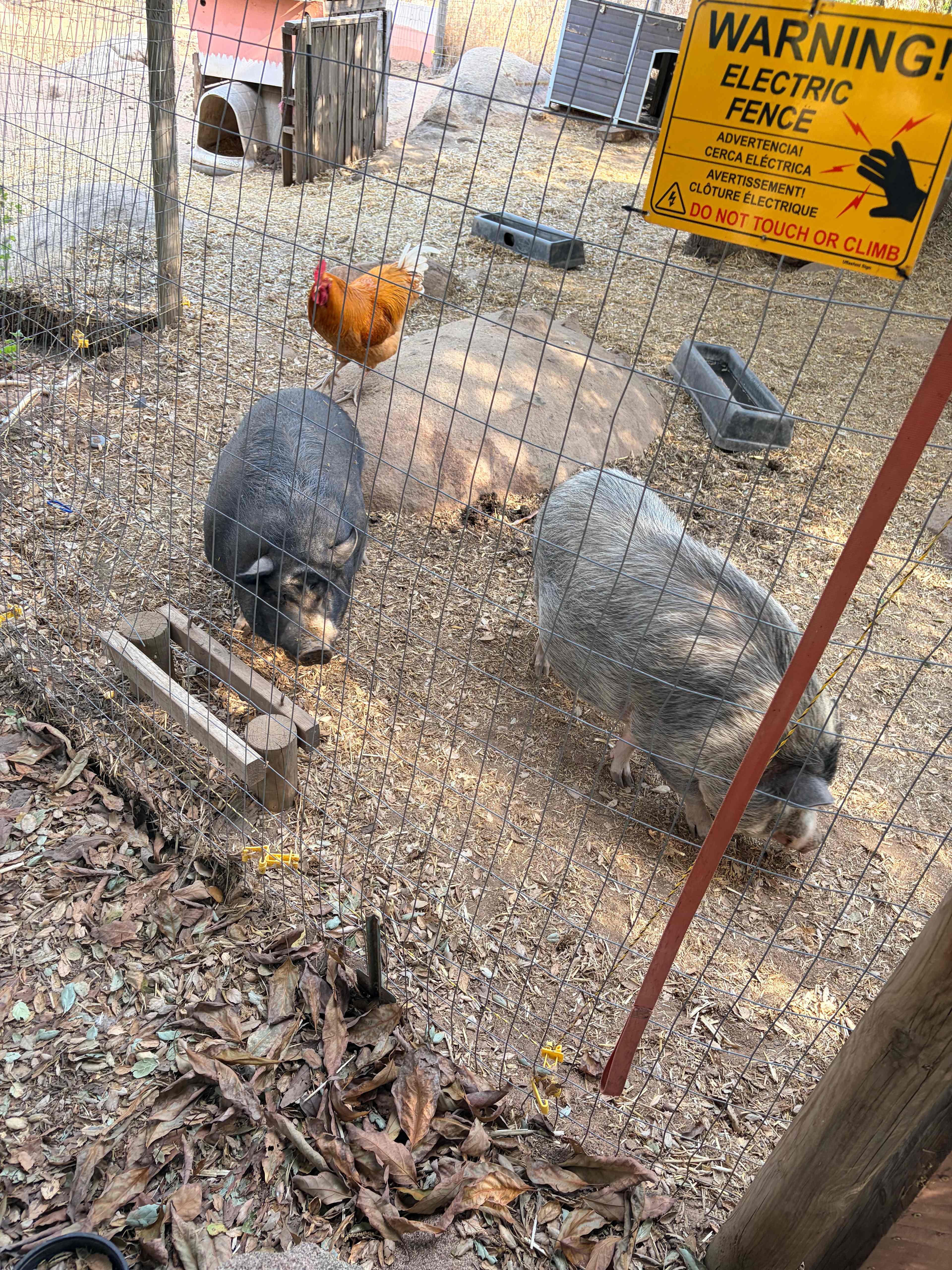 Zephyr Mountain Avocado Grove