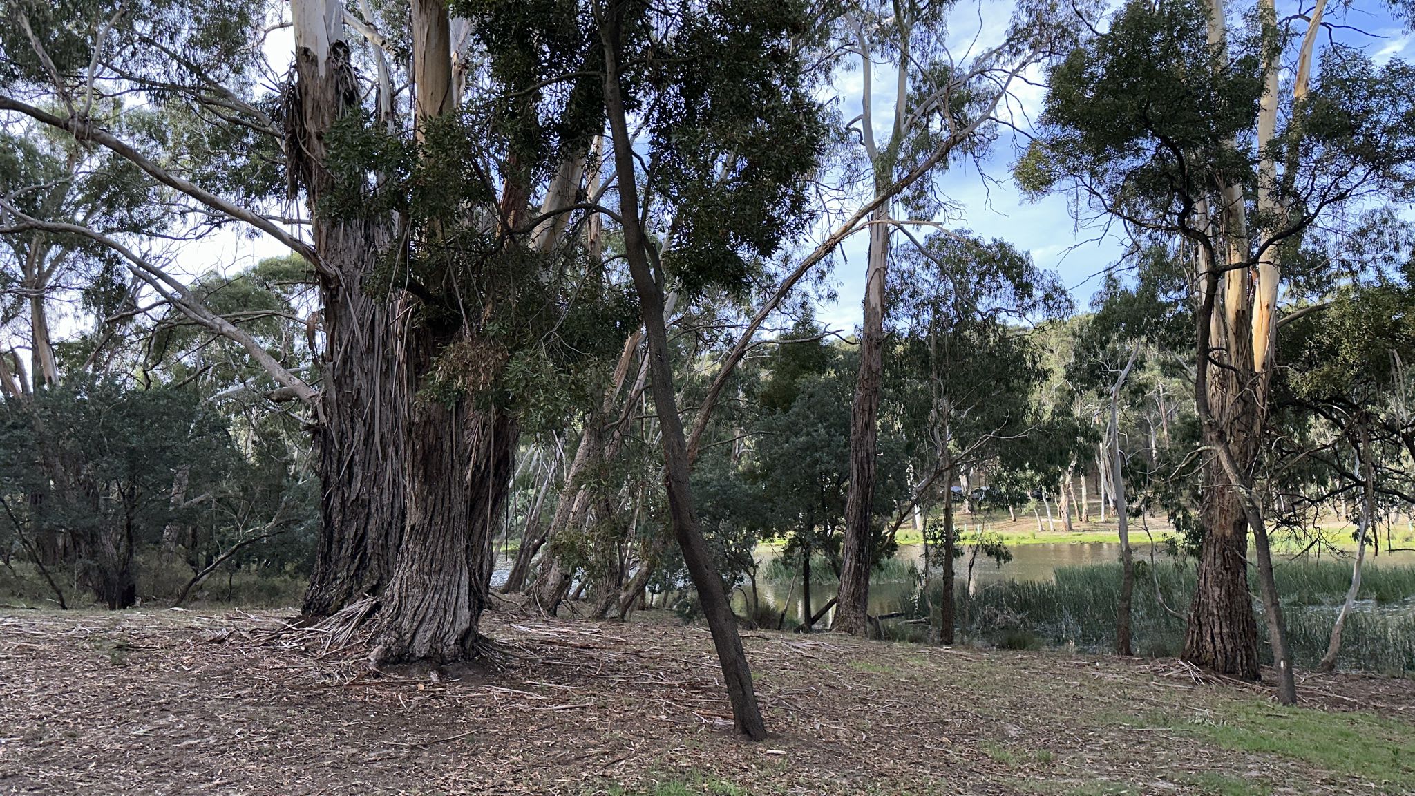 Lancefield Lake's A WETLANDS WONDER