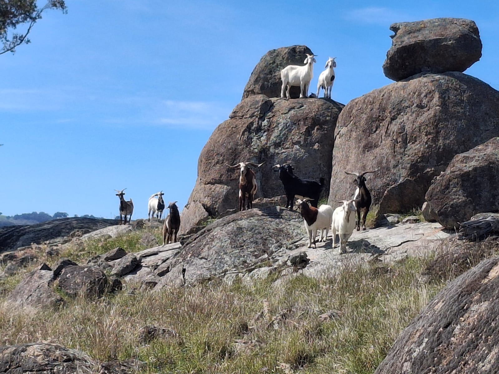 REVELSTONE MOUNTAIN CAMPS