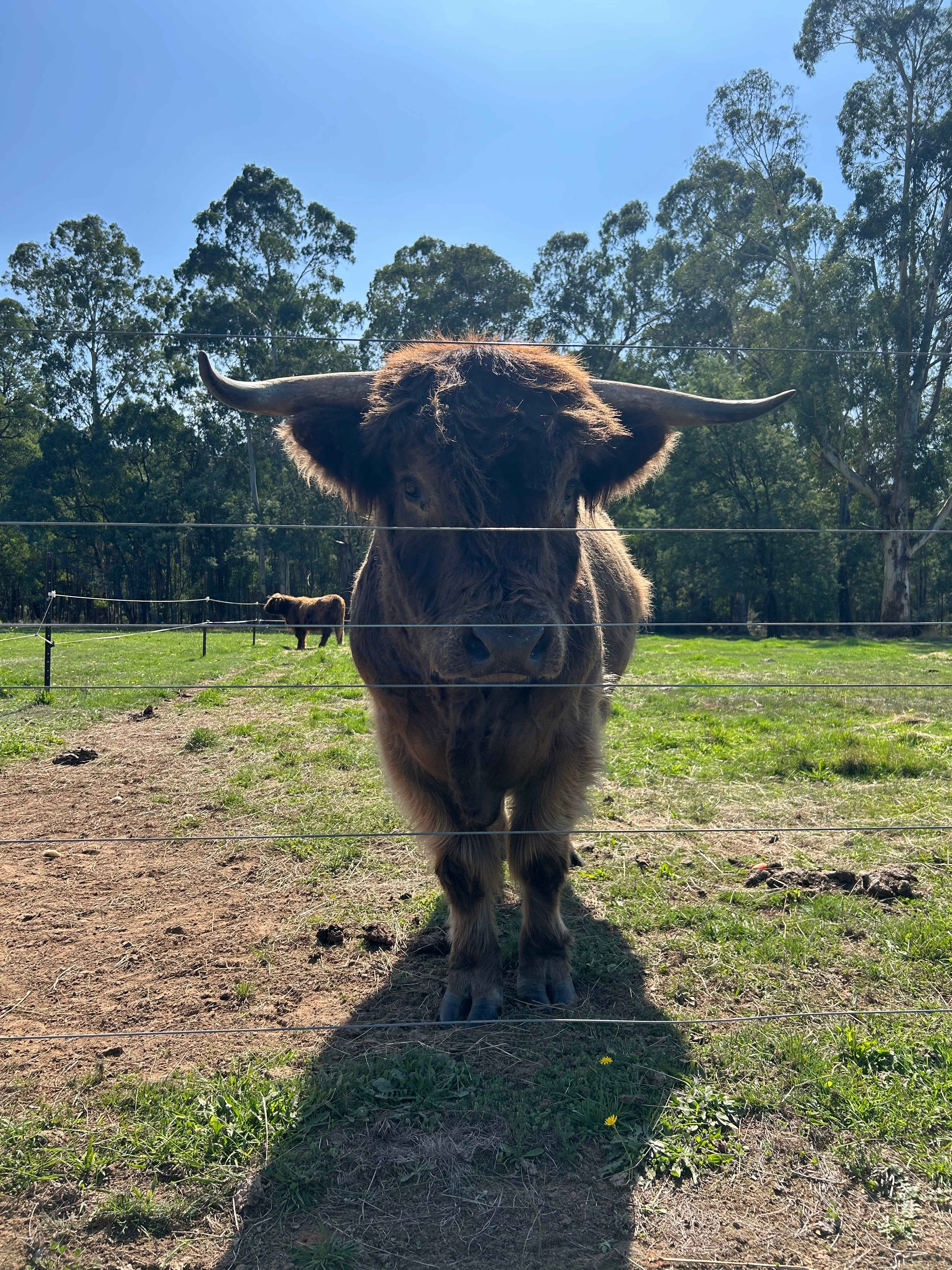 Steel the highland cow