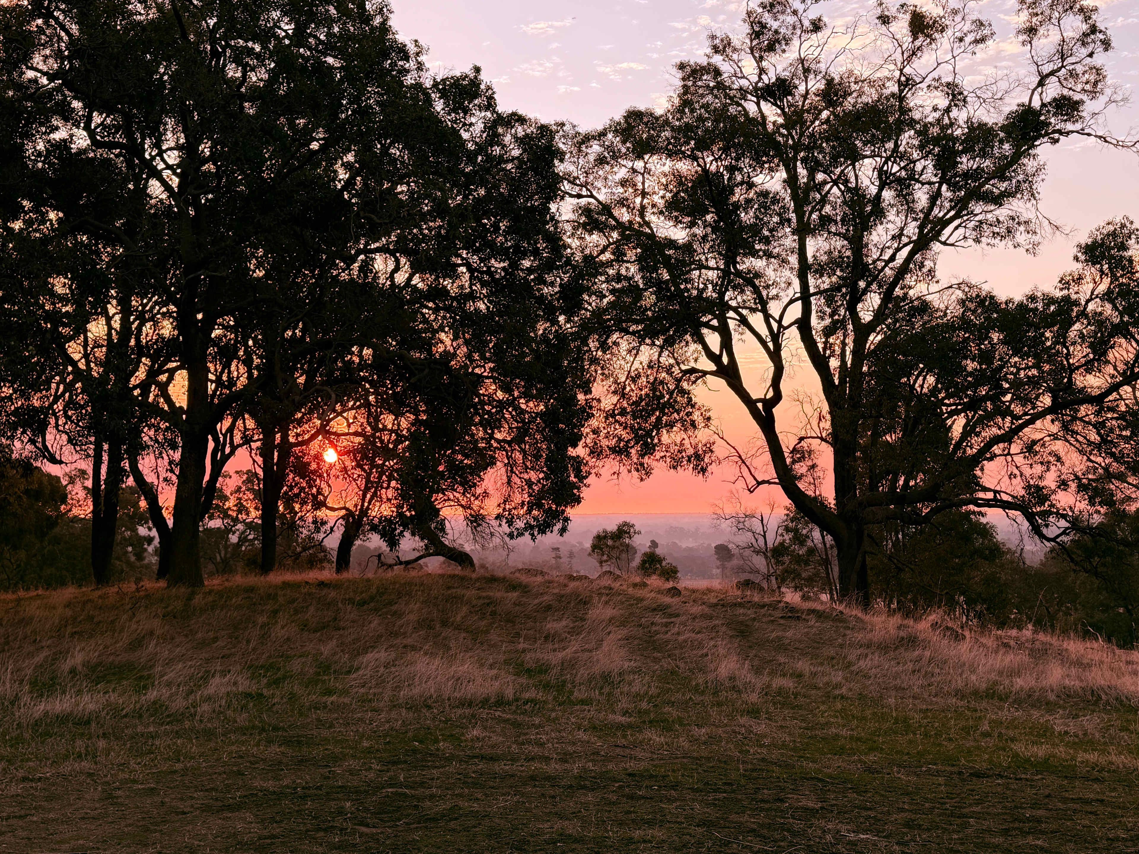 Jacaranda Hill Farm
